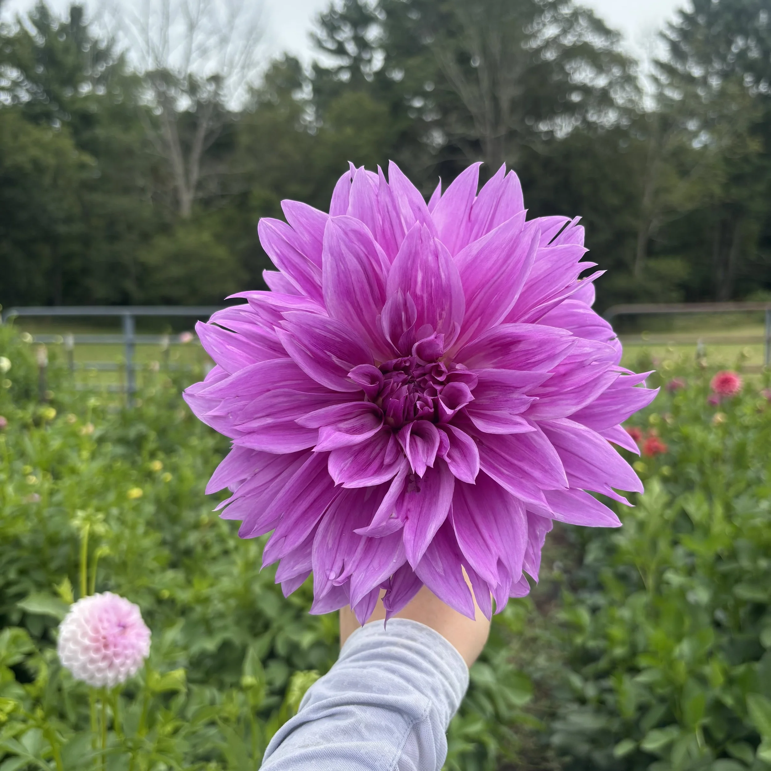 Lilac Time: 8-10" blooms on 36-48" tall plants