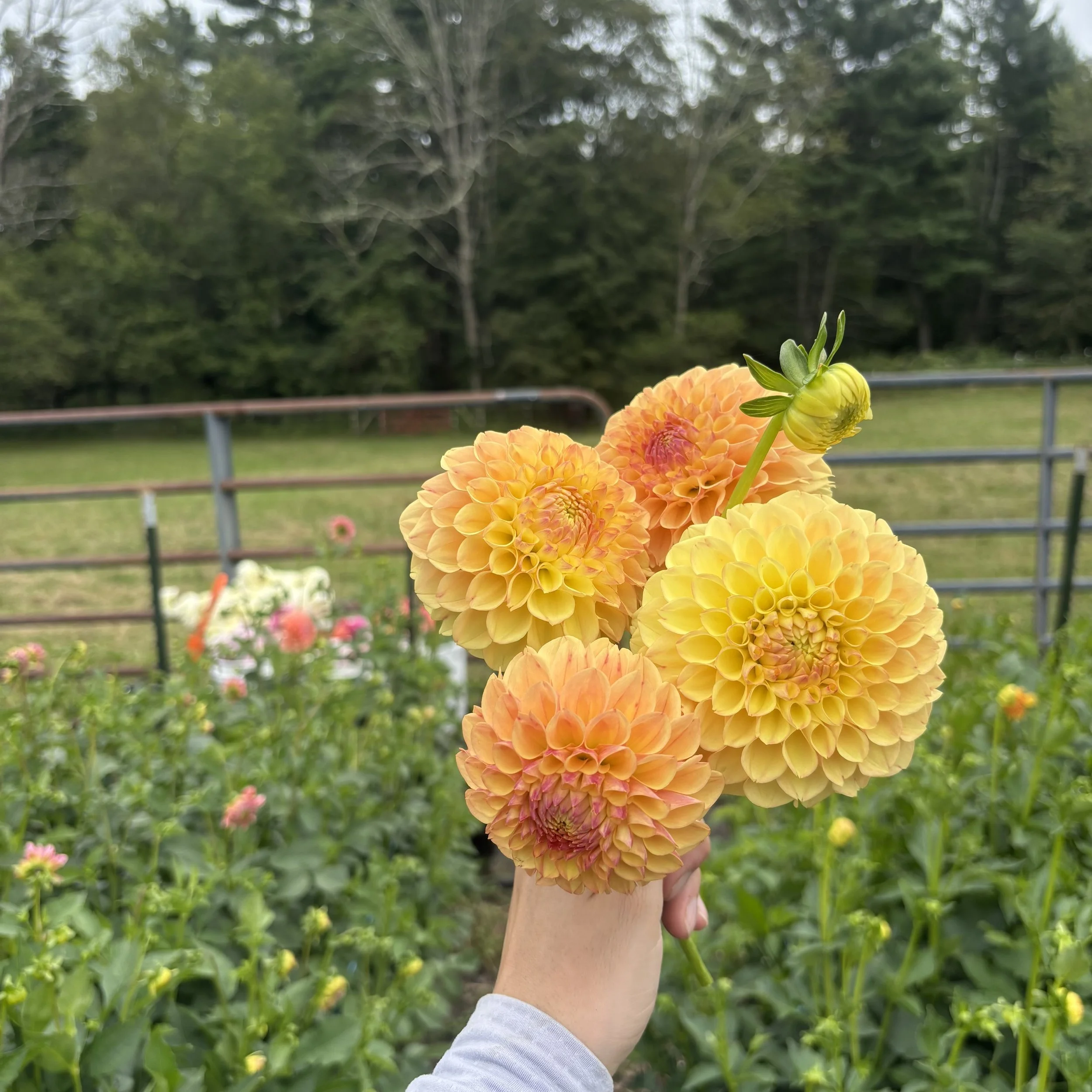 Suncrest: 4" blooms on 36" tall plants