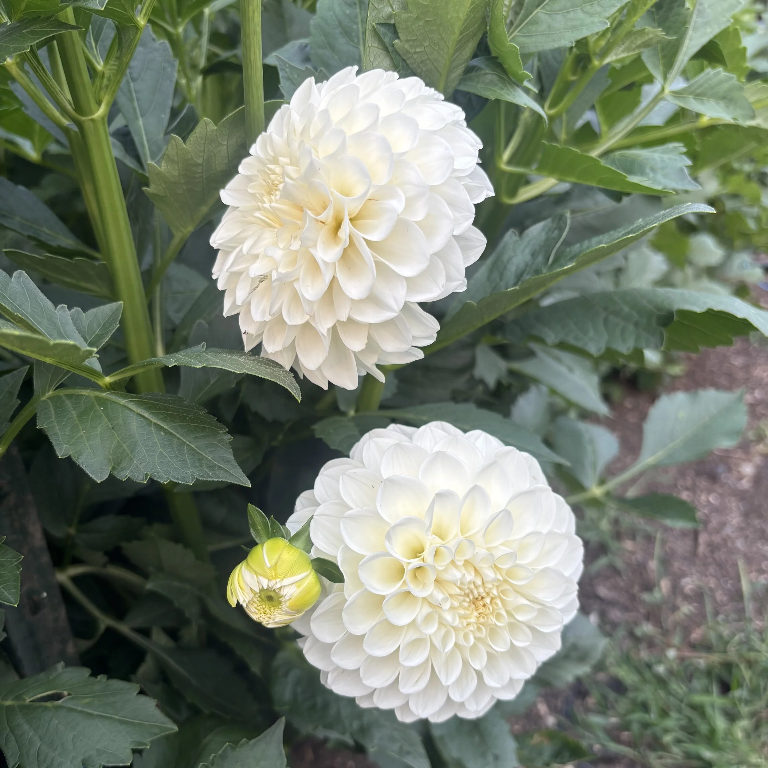 Boom Boom White: 4" blooms on 48" tall plants