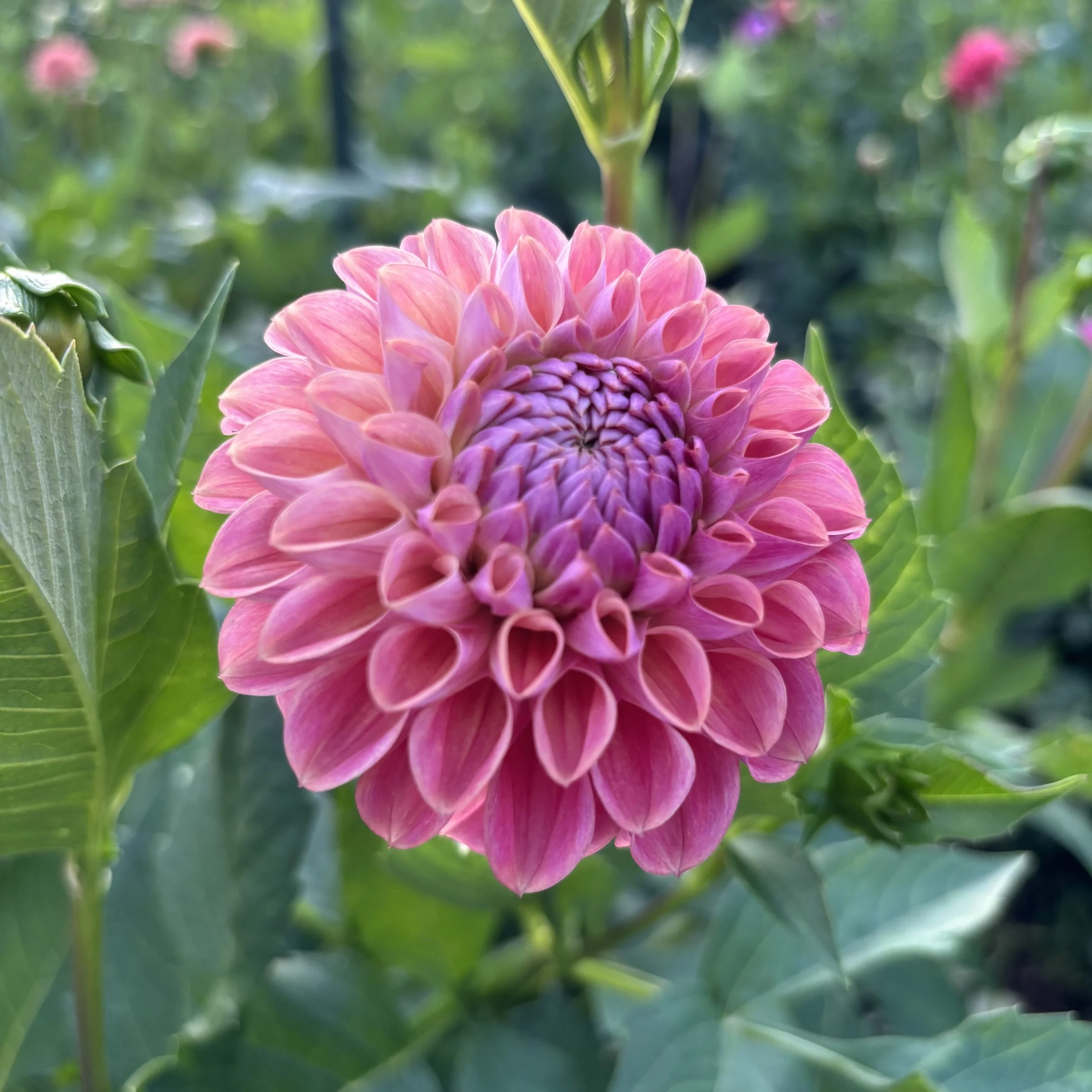 Coseytown Babycakes*