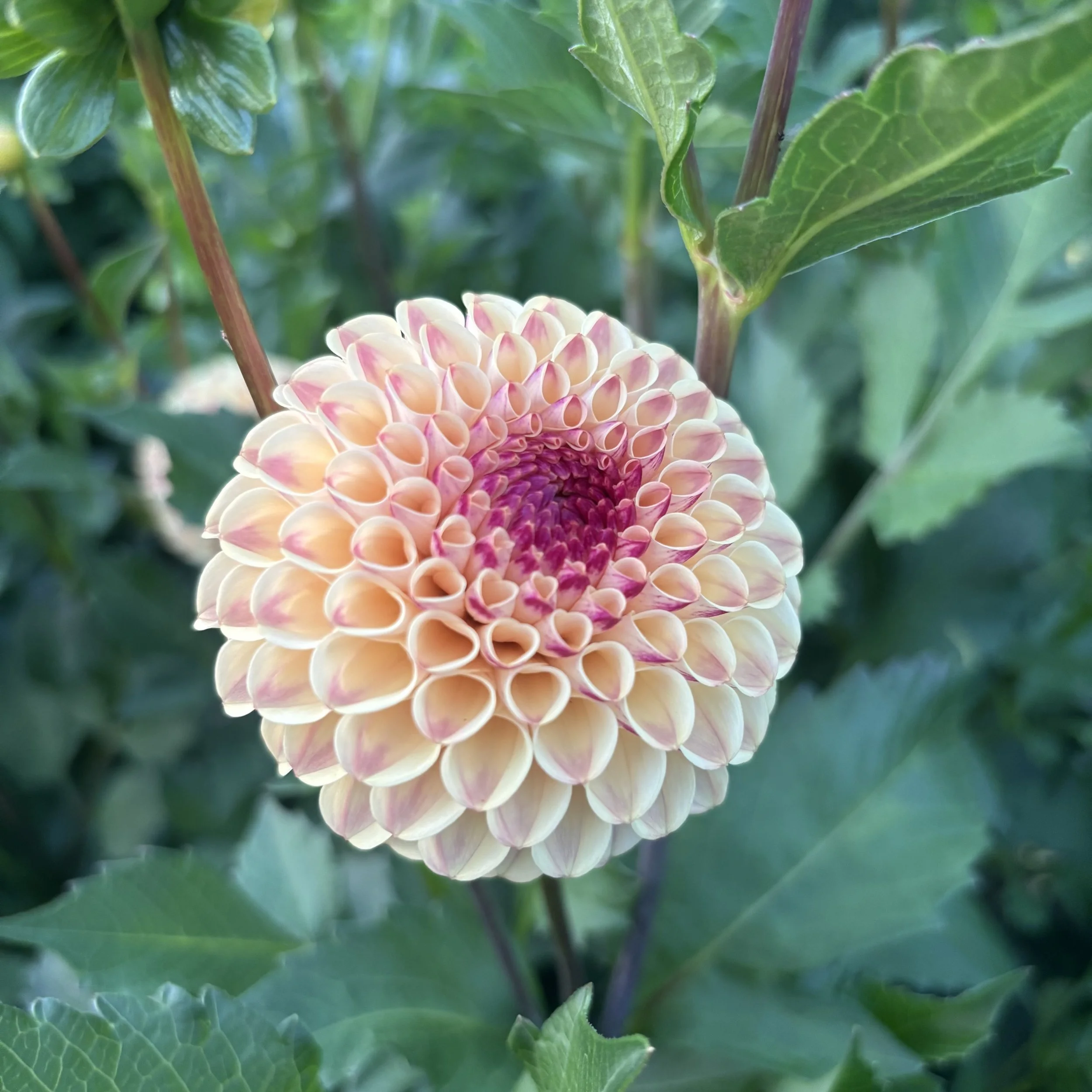 Ferncliff Spice: 3" blooms on 36-48" tall plants