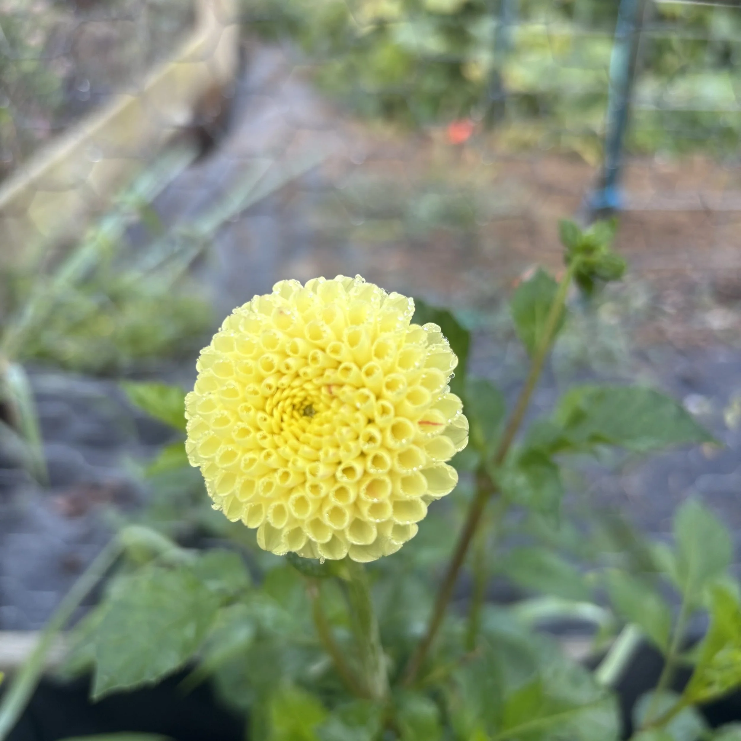 Little Scottie: Up to 2" blooms on 36" tall plants
