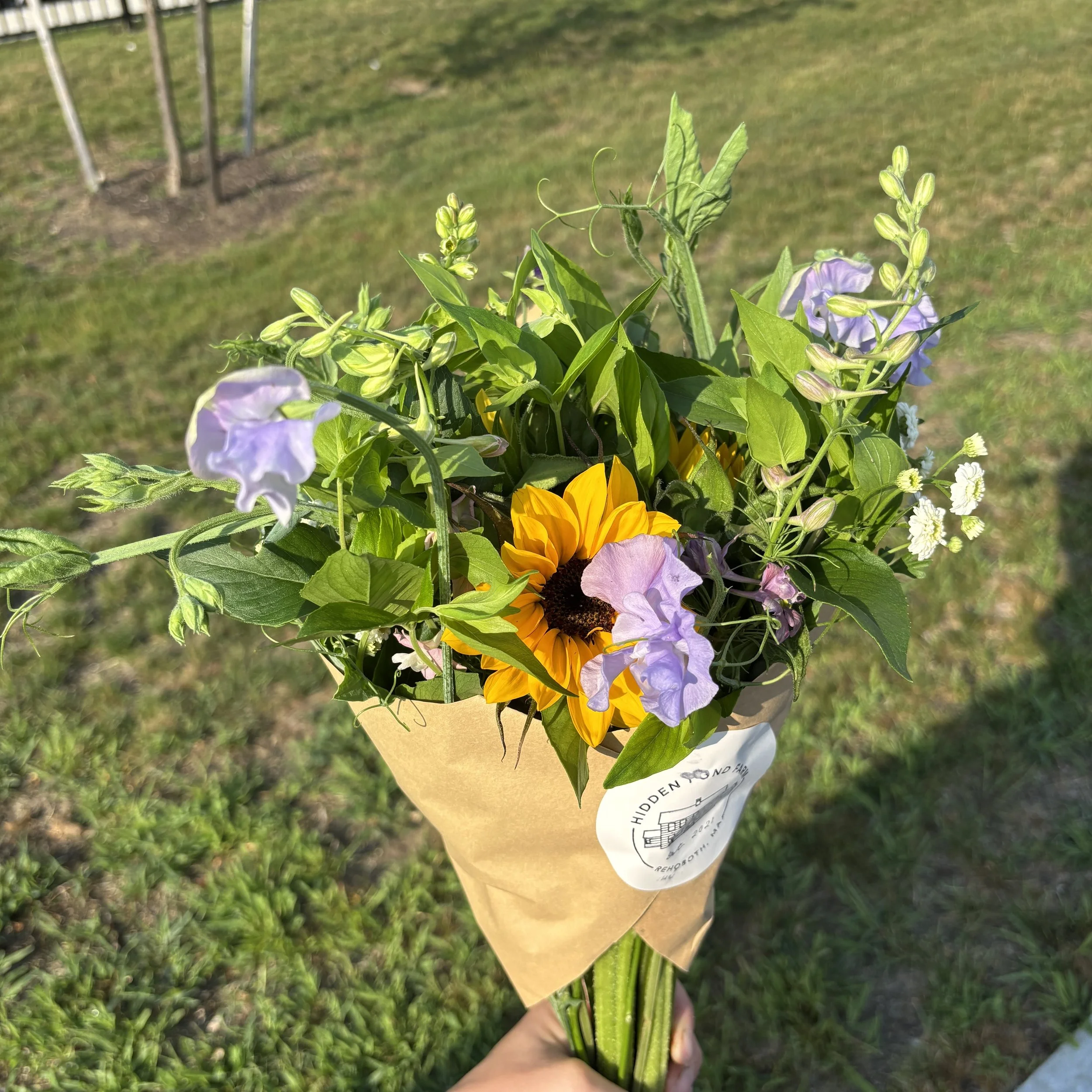 Sunflower 1.jpg