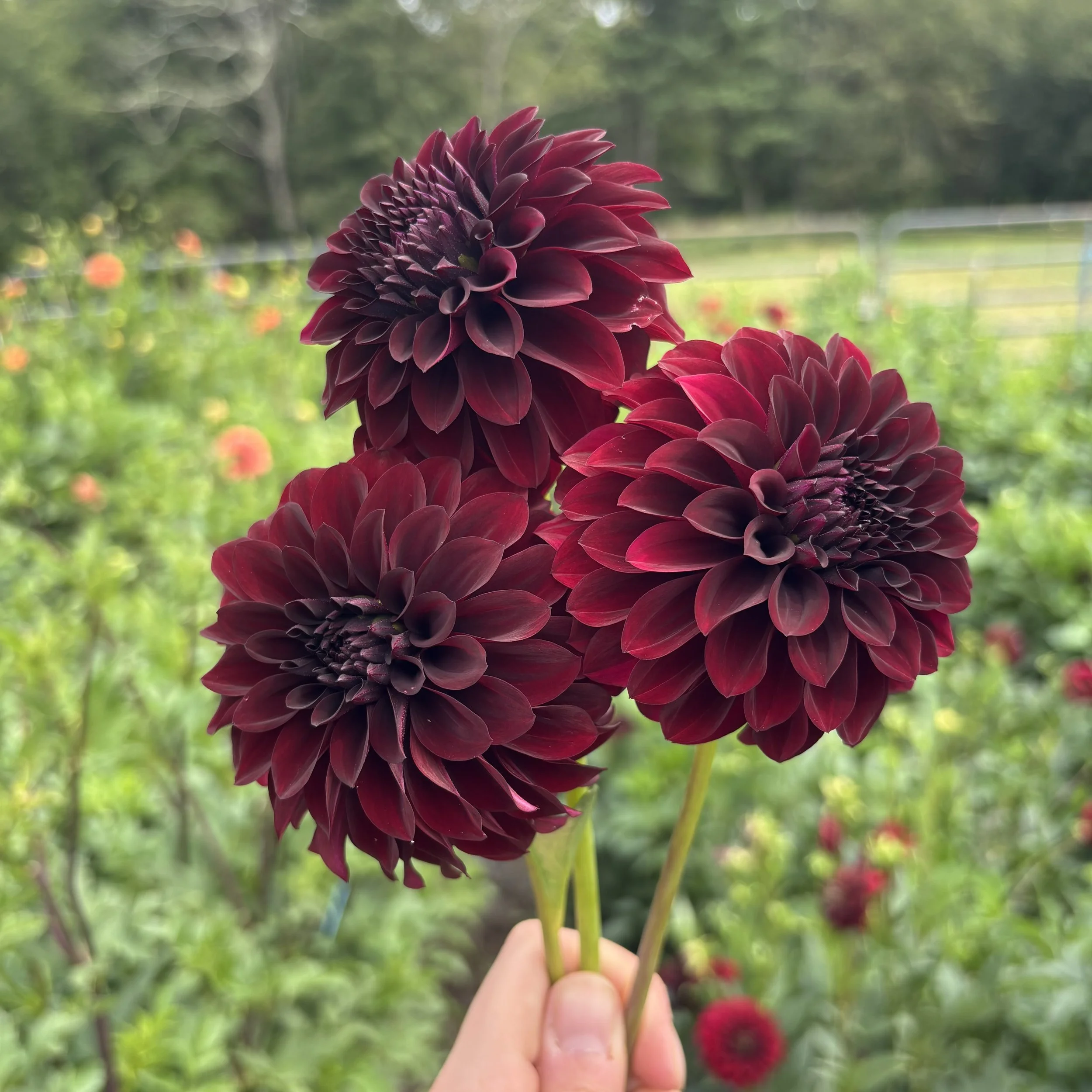 Black Satin: 4" blooms on 48" tall plants