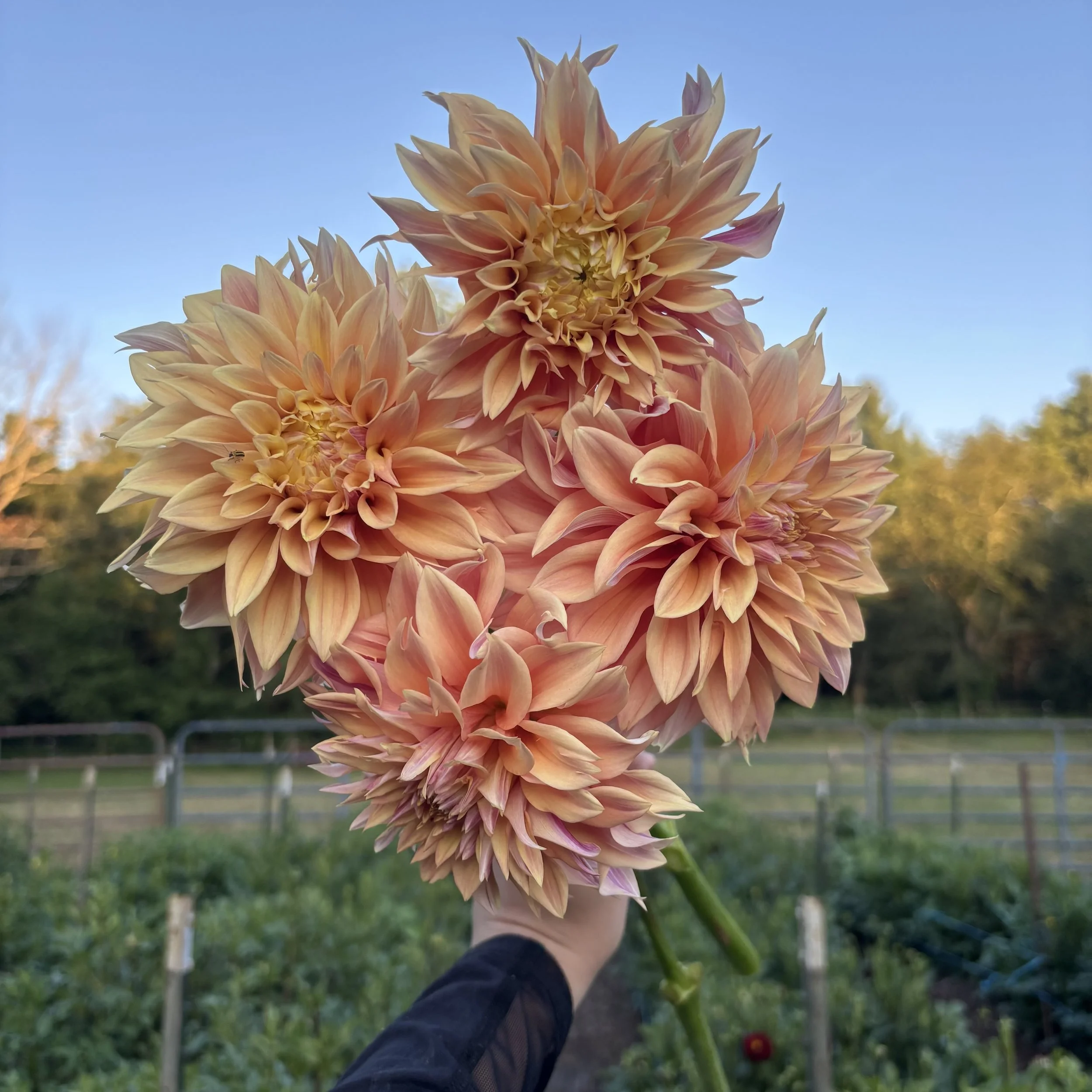 Tyrell: 8" blooms on 36-48" tall plants