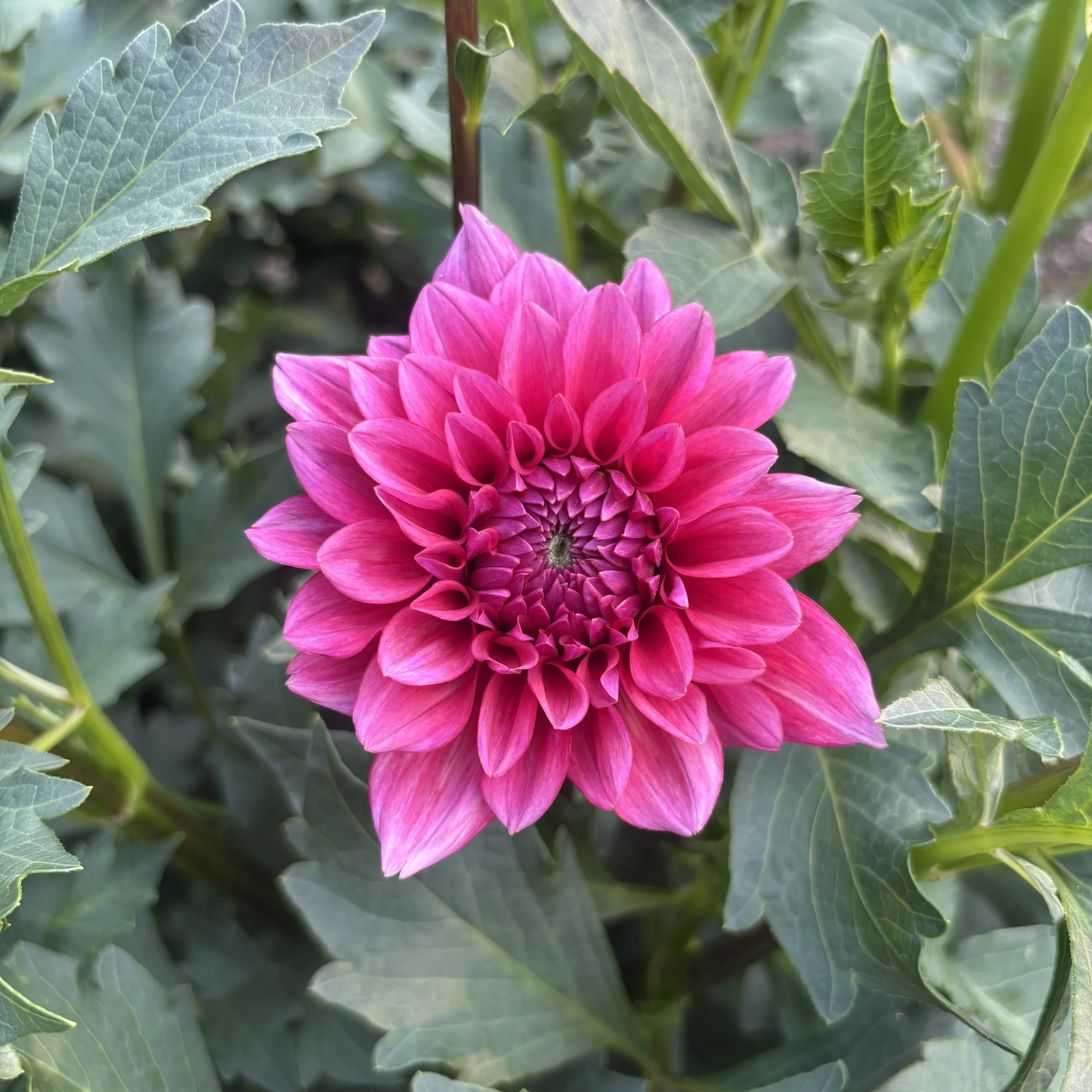 Mystique: 4" blooms on 48" tall plants