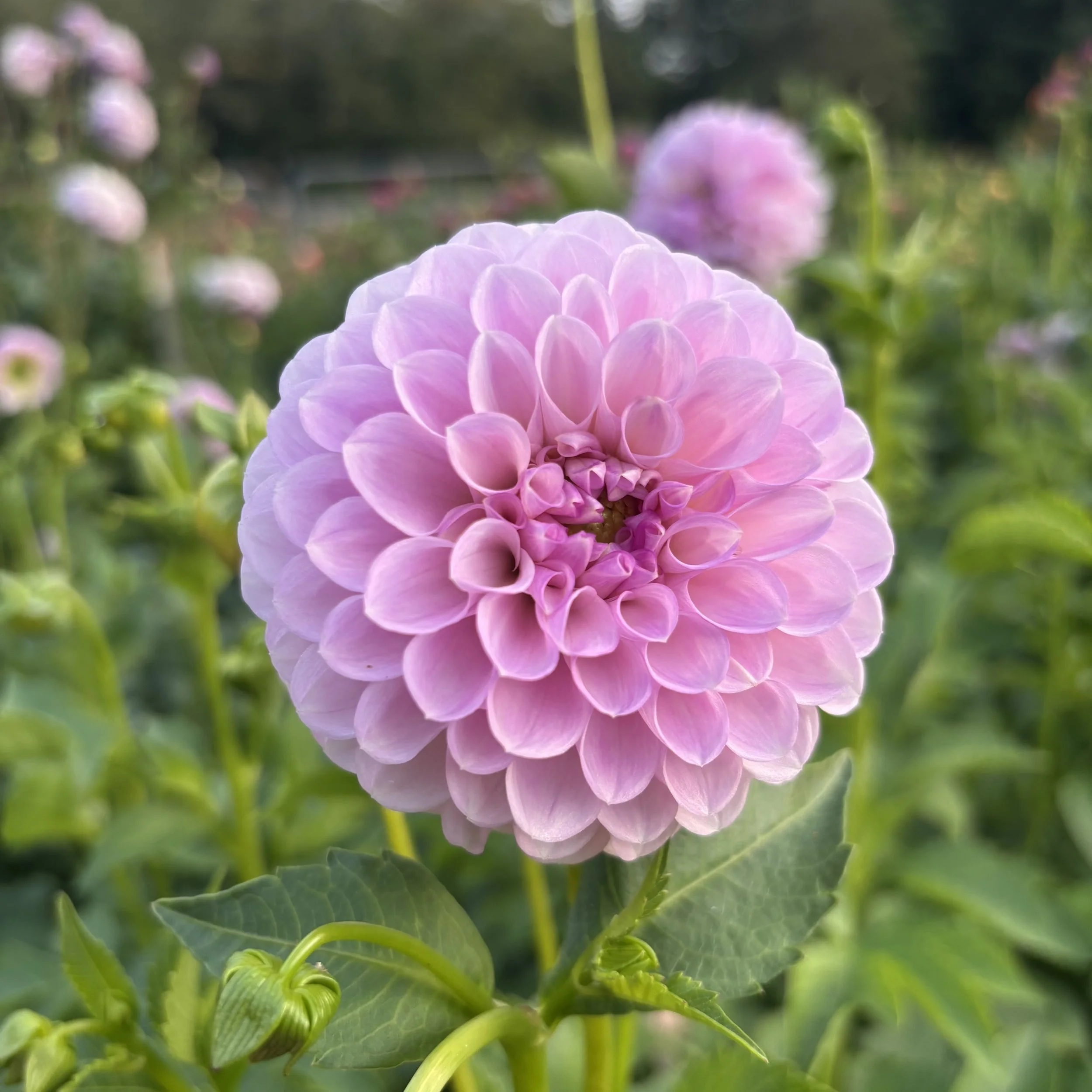 Megan Dean" 3-4" blooms on 48" tall plants