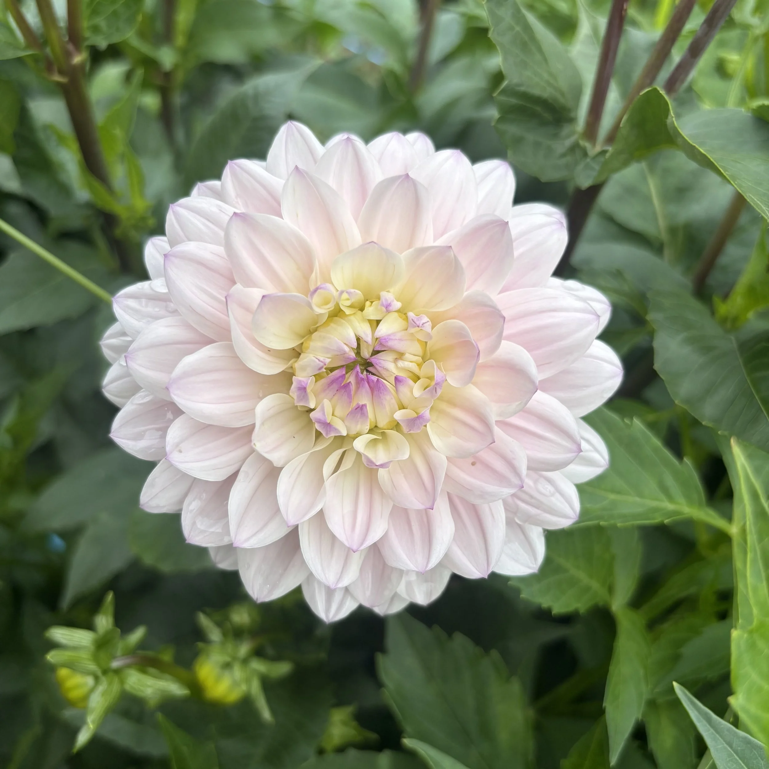 Silver Years: 4" blooms on 36-48" tall plants