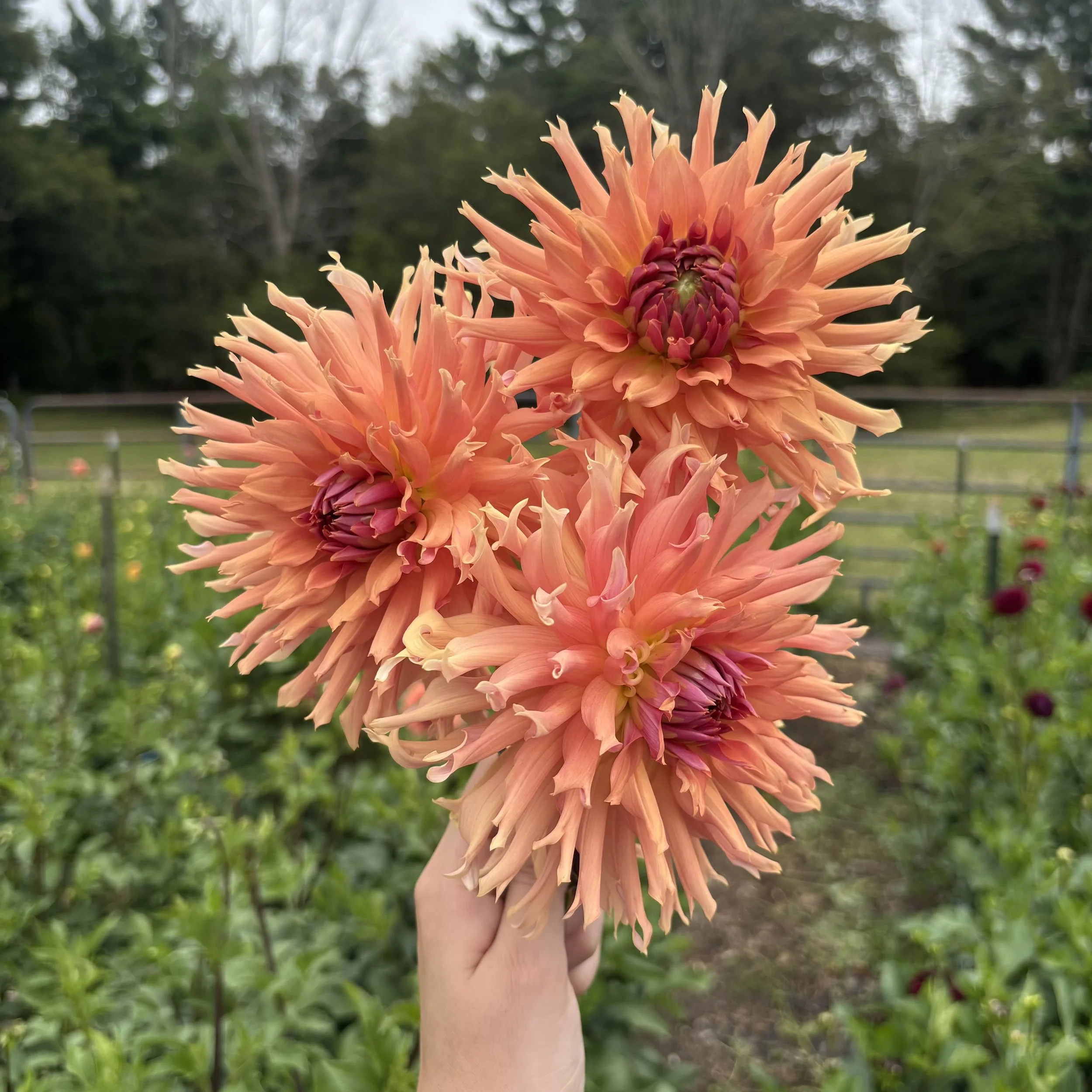 Terracotta: 4" blooms on 48" tall plants