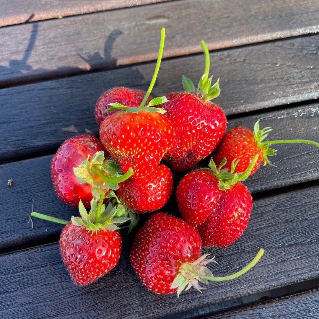 Strawberry season is one of the sweetest seasons - big, red, juicy and sweet.  But did you know they're an excellent source of vitamin C, are very rich in antioxidants and can help regulate blood sugar. ​​​​​​​​​
This time of year we eat strawberries