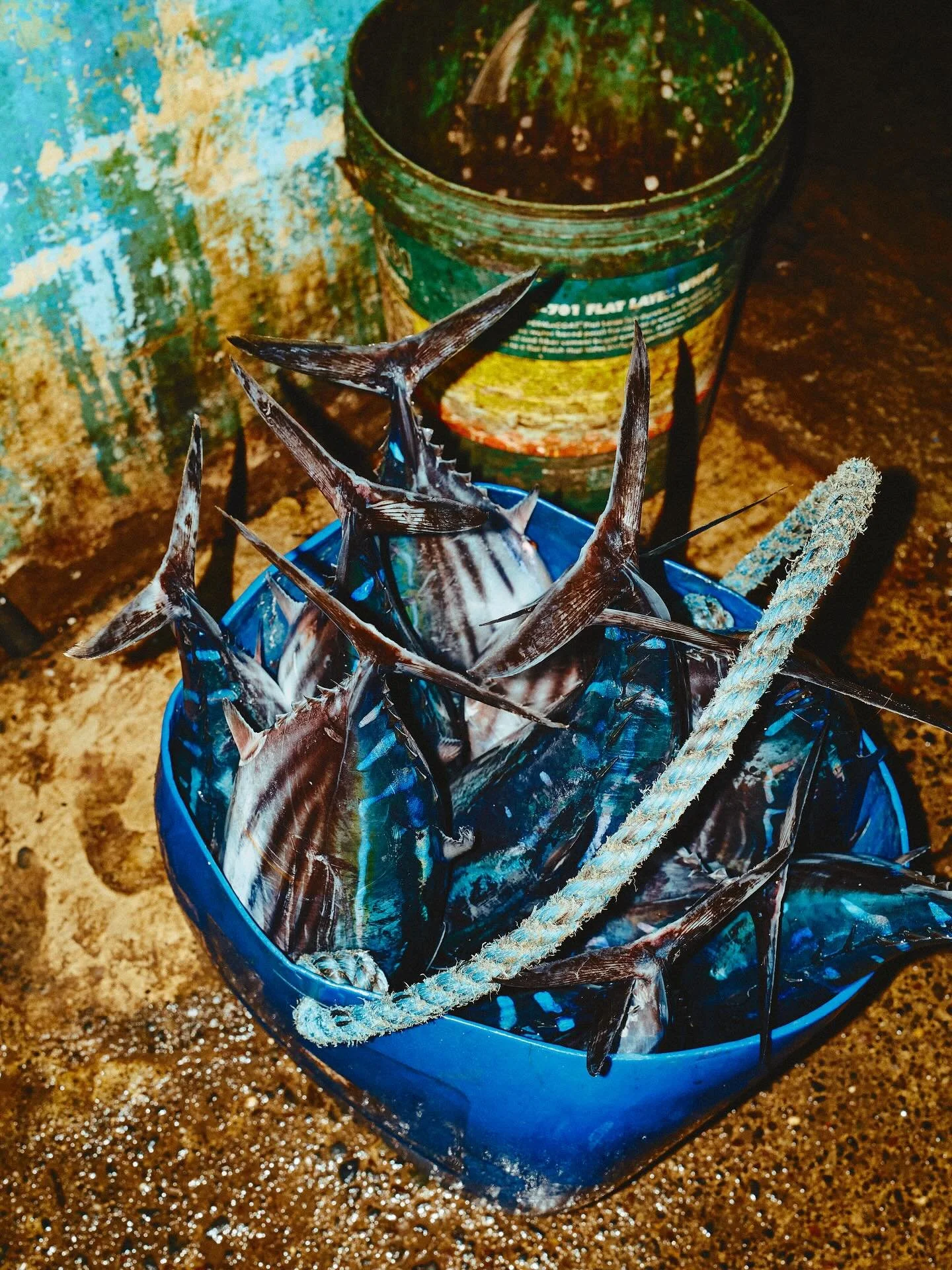 Local Fish market in Philippine 🐟🇵🇭 #fishmarket #streetphotography #philippines #palawan #fujifilm #travel #travelfood #photographer