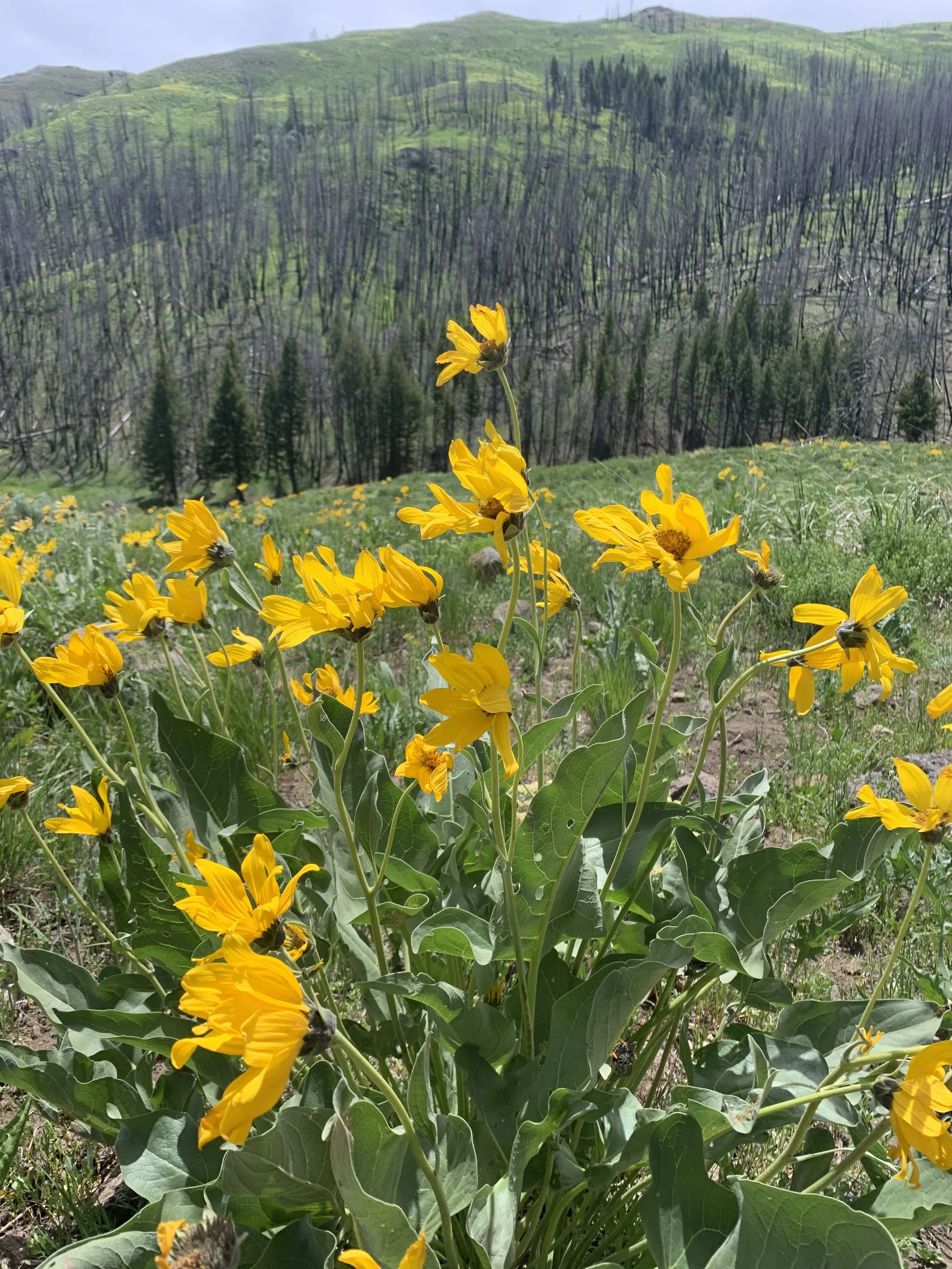 Ancestors, Alchemy and Anti-Virals