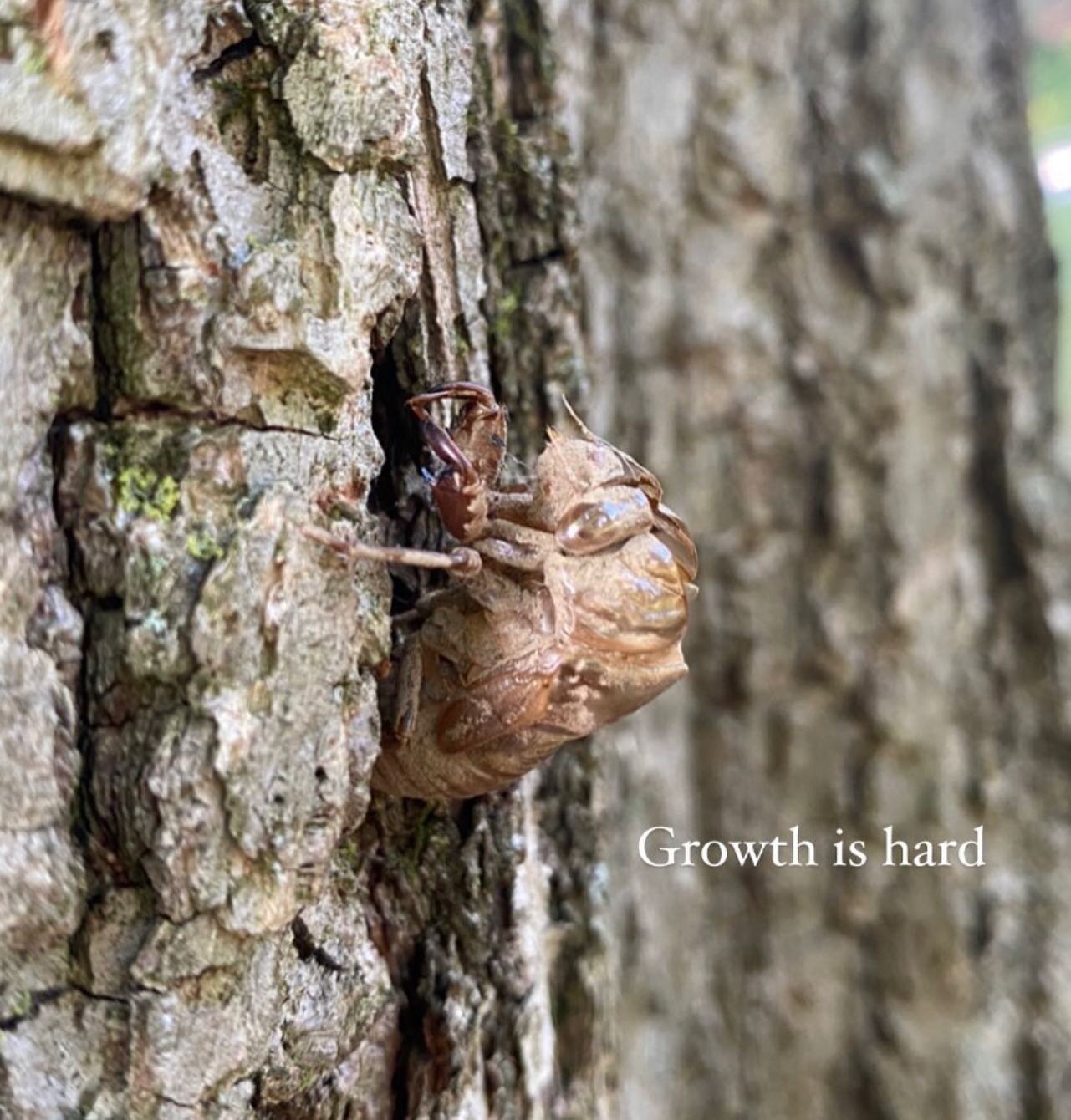 Fun fact, in traditional Chinese medicine, cicada moltings can actually be used medicinally to help with itchy skin rashes and hoarse voice. 

 📸 and in-photo caption credit to @jordyfess ! 

#inspirationalquotes #tcm #herbalmedicine #chinesemedicin