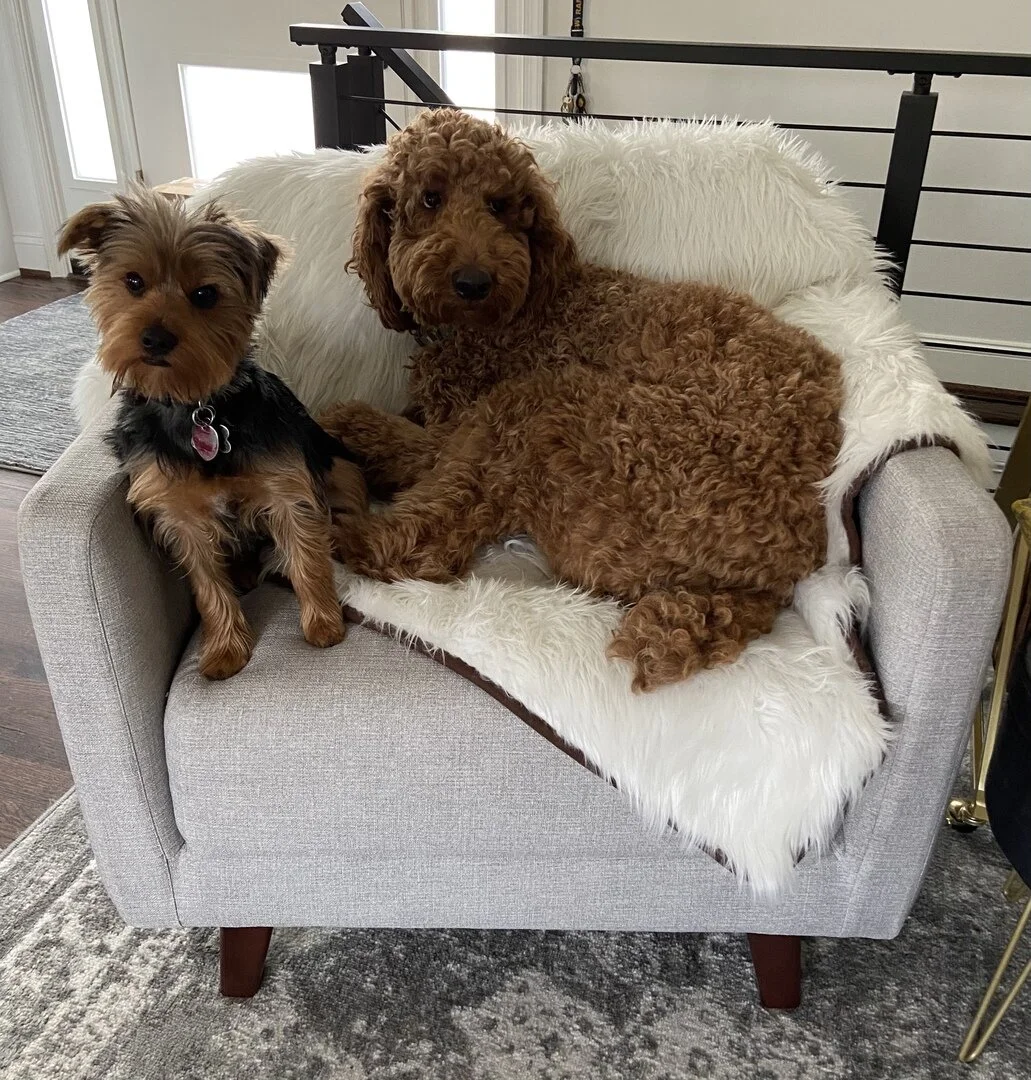 The Top 5 Levity Home Reviews Every Customer Should Read — Covering the