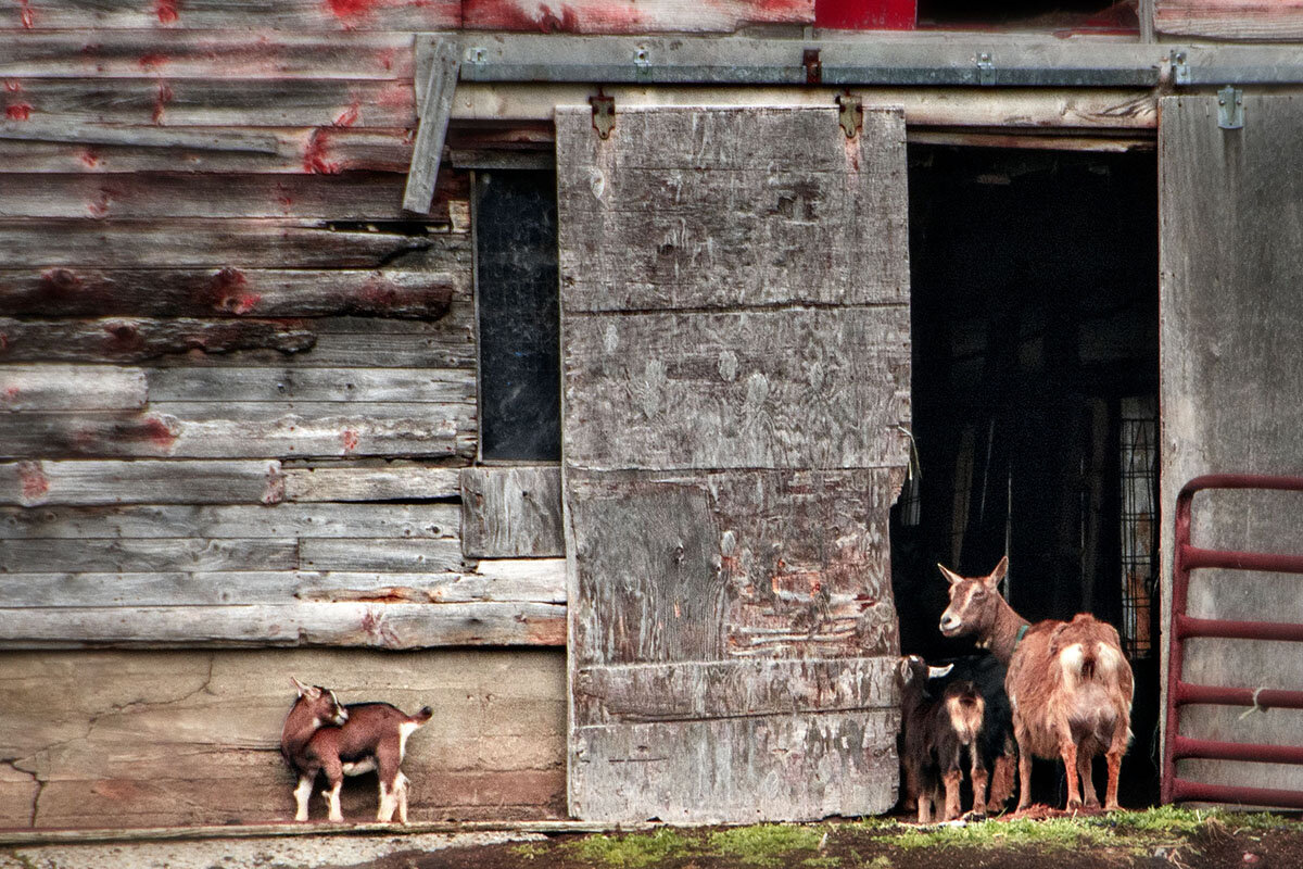 Nanny Goat.jpg