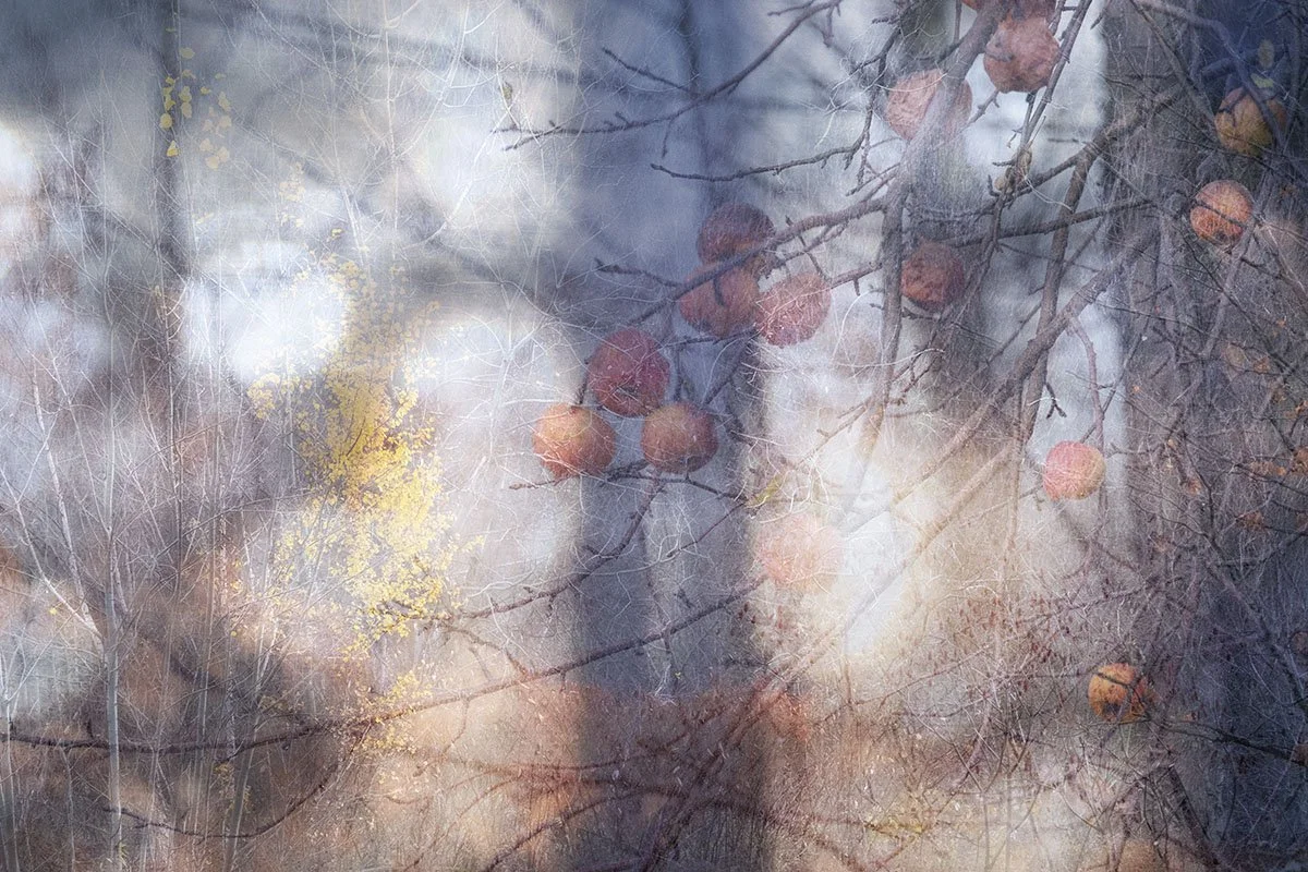 Apples and Wine