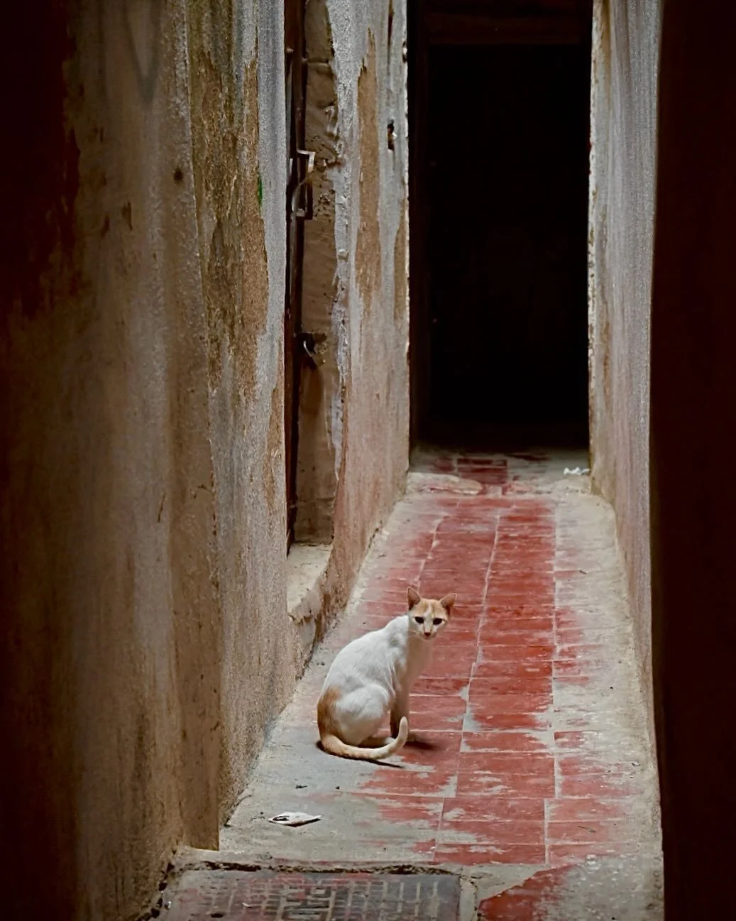 A picture can&rsquo;t possibly describe the experience of walking thru the ancient Medina and market in Fes. Marked by narrow alleys&hellip;artisanal crafts&hellip;food&hellip;children playing&hellip;families living&hellip;and stray cats (to catch th