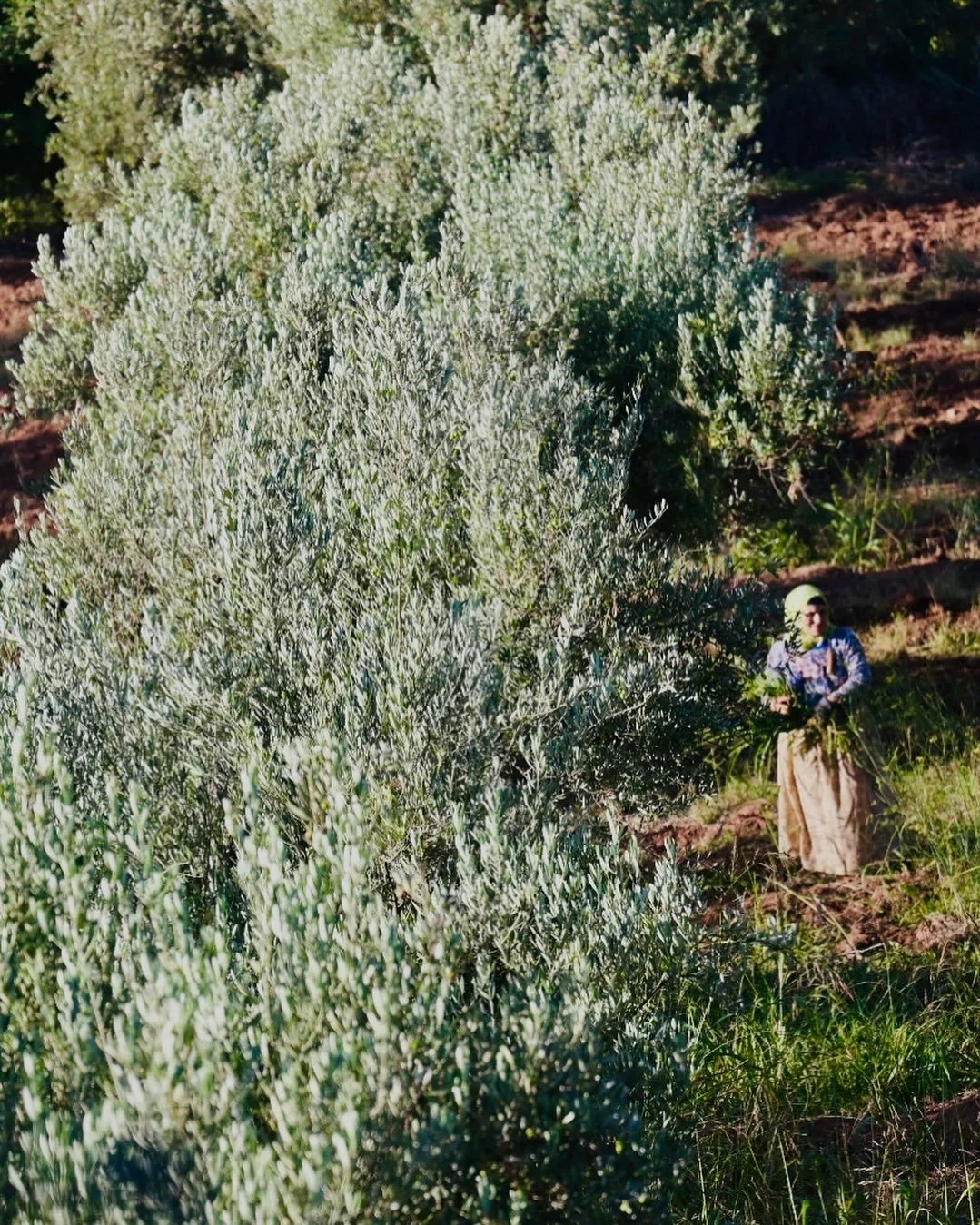In the High atlas mountains - I walked in the magic of olive and lemon and pomegranate trees. #morocco #highatlasmountains #ouirgane #travelphotography #womenatwork #olivetrees #travelphotography #vermontartist