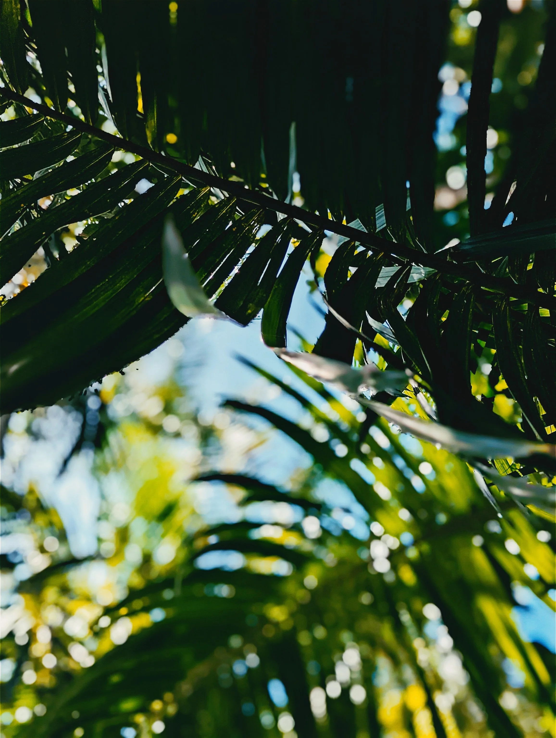 15- Sunday glare.jpg