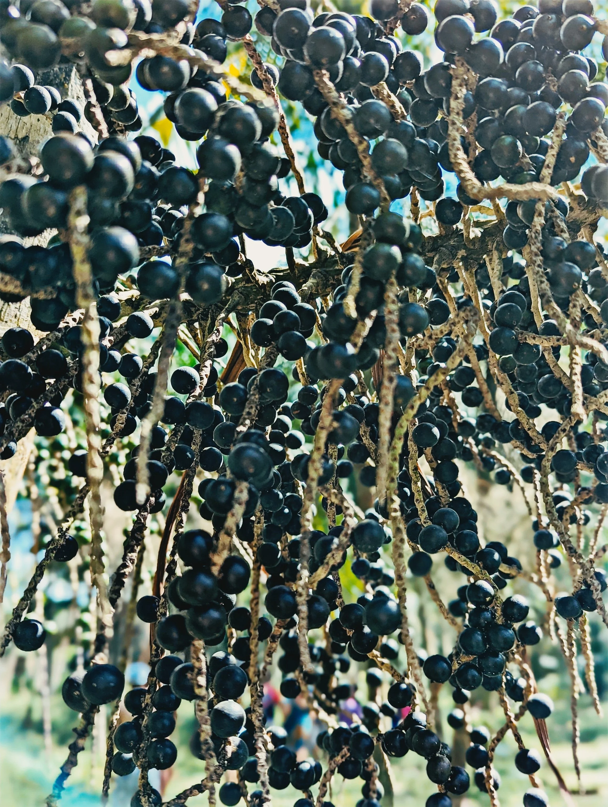 6-Açaí.jpg