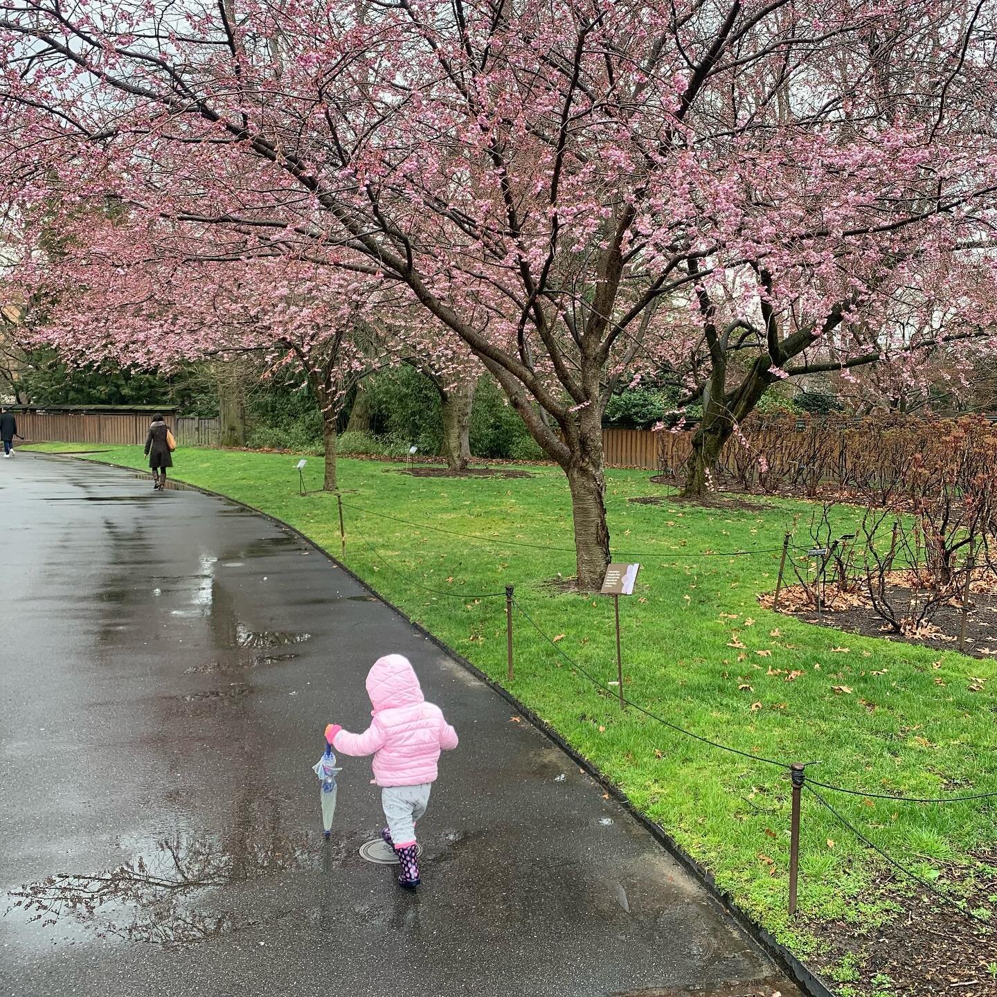 Here come the #cherryblossoms !
@brooklynbotanic