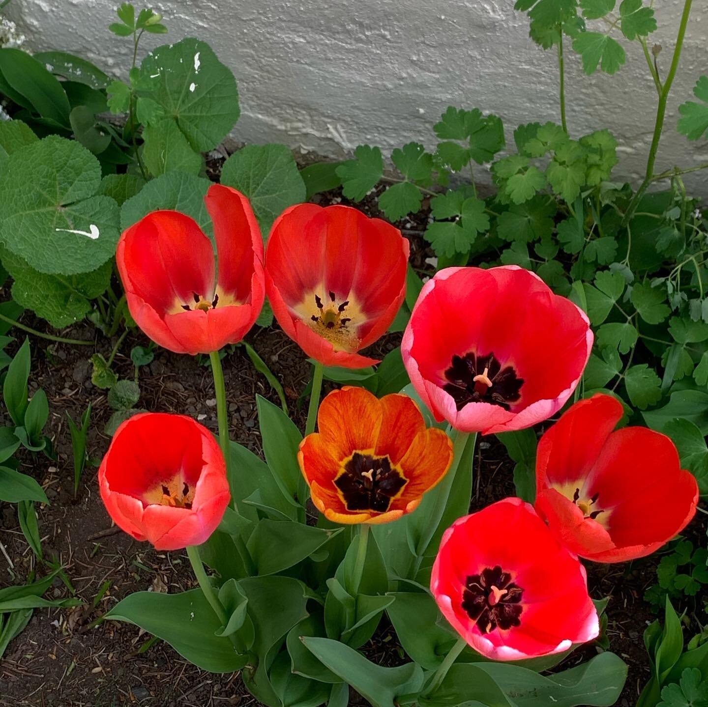 Enjoying the fruits of last falls labor! 

#ilovemyyard #tulipseverywhere #springtimeinthemountains #shadesofred #ilovemygarden