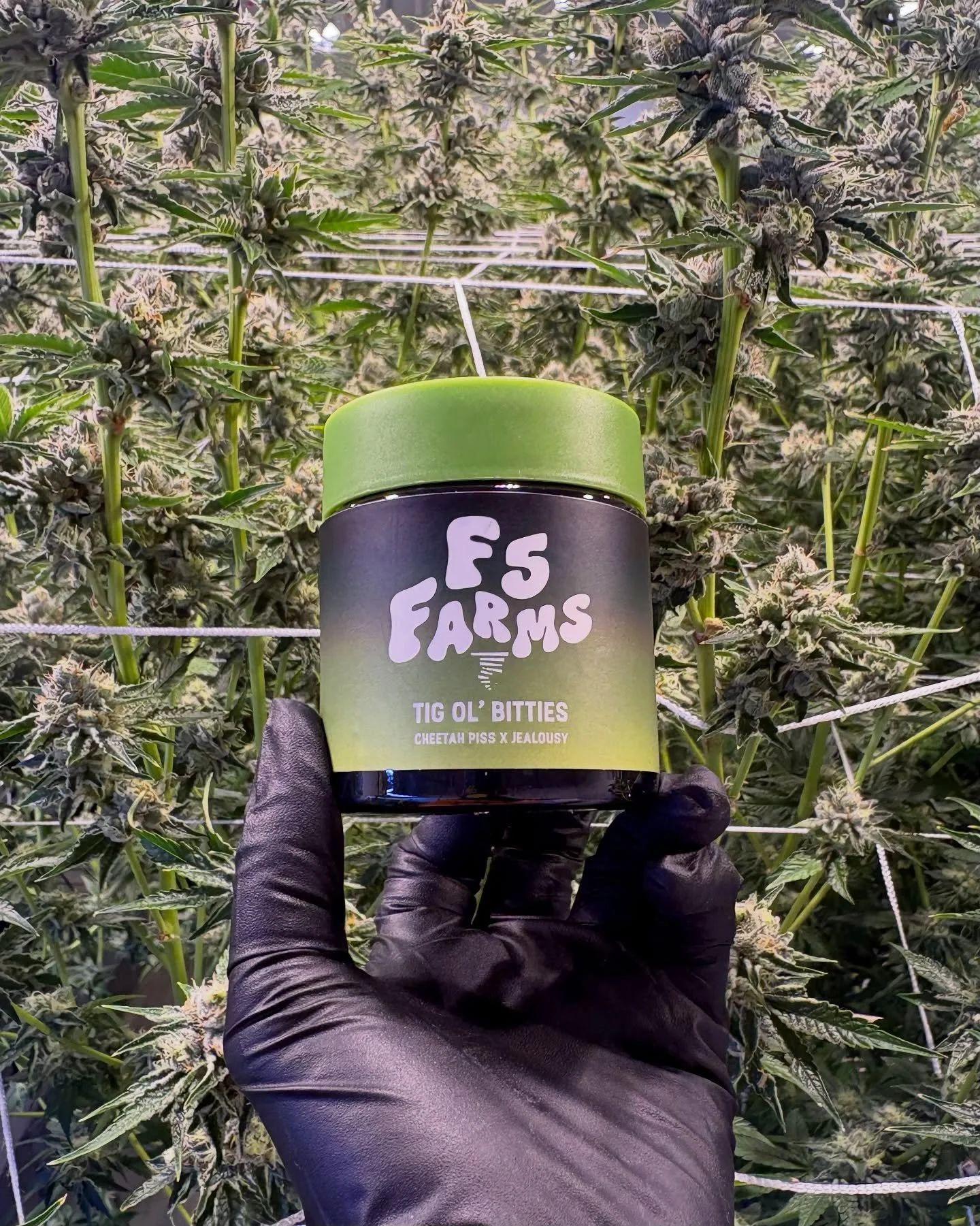 These buds are stacked 🍃