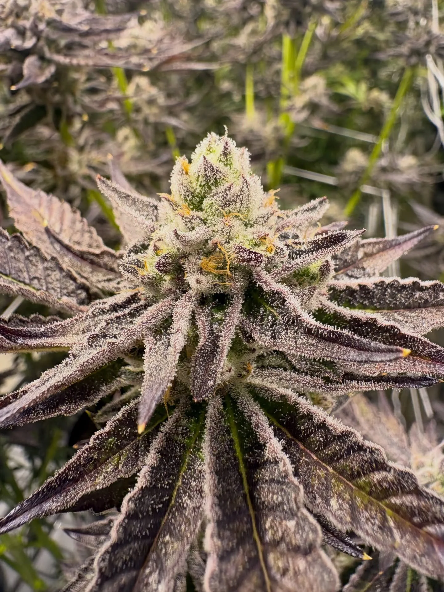 Nutterfluffer showing off 💫