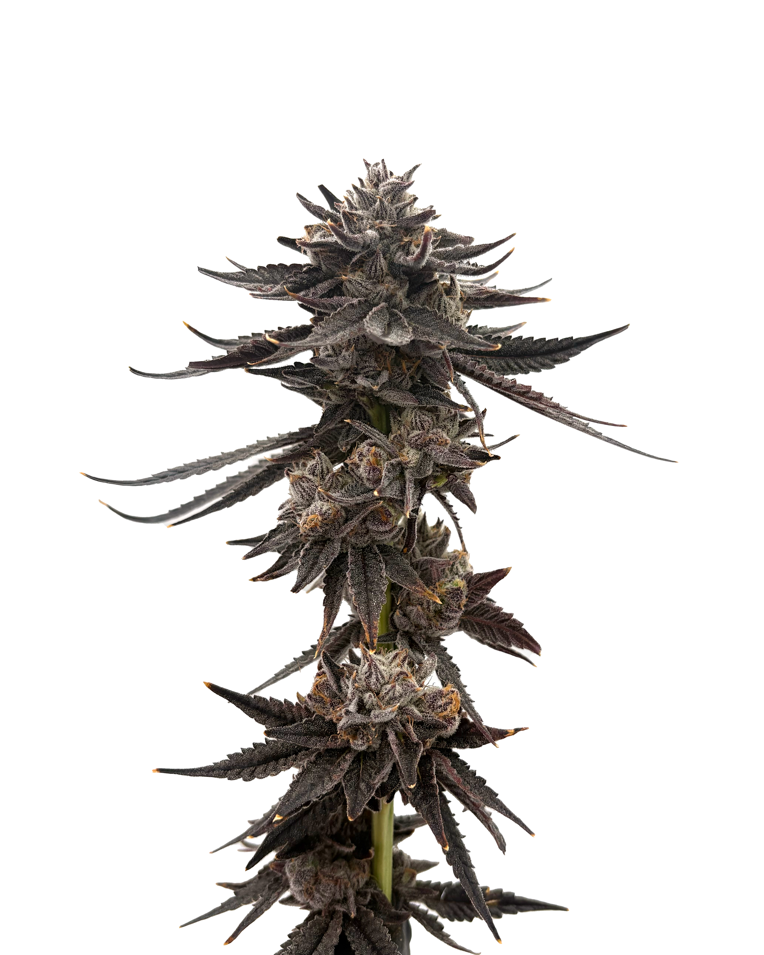 Oklahoma Thunder F*ck 