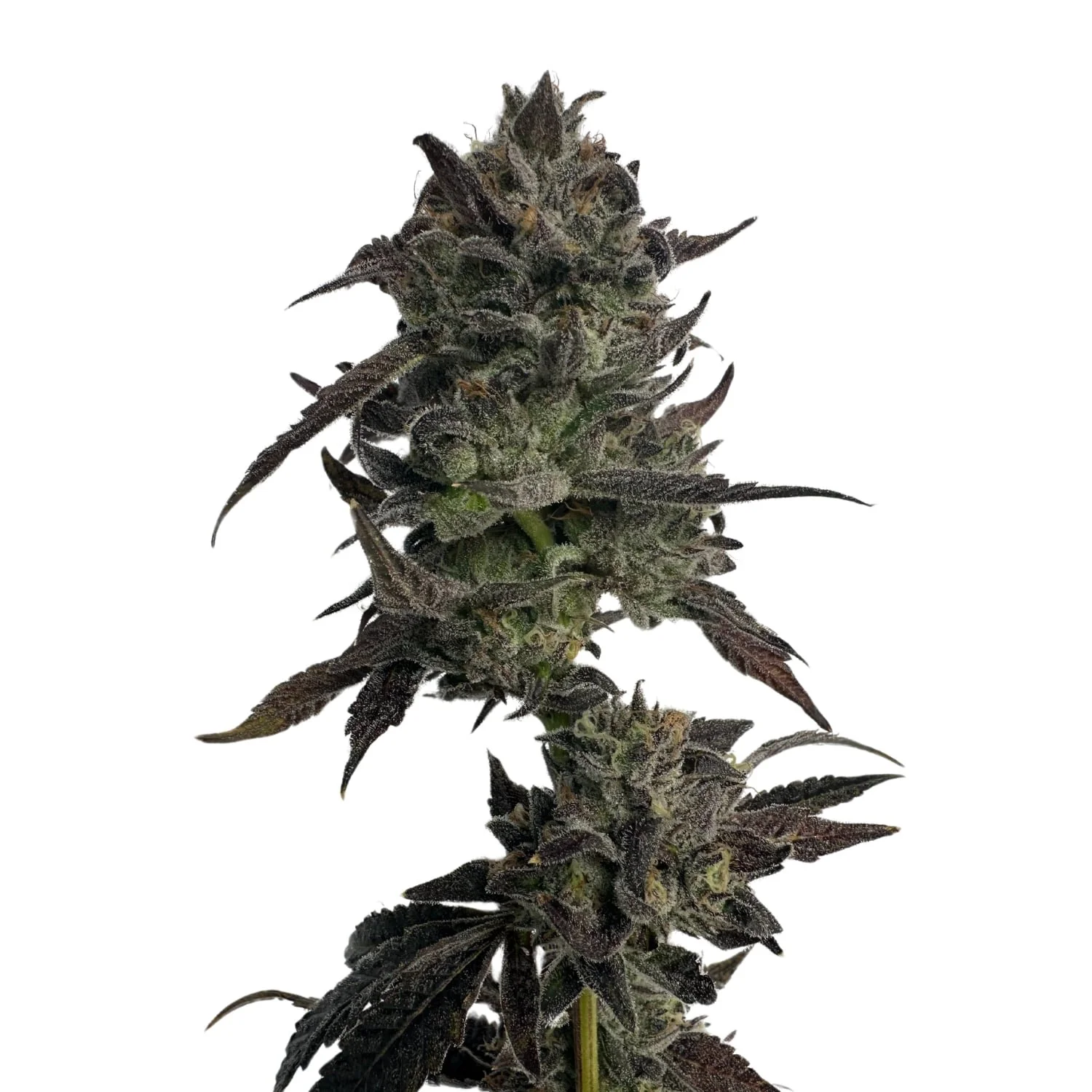 TROPIC+RUNTZ+%281%29_compressed (1).jpg