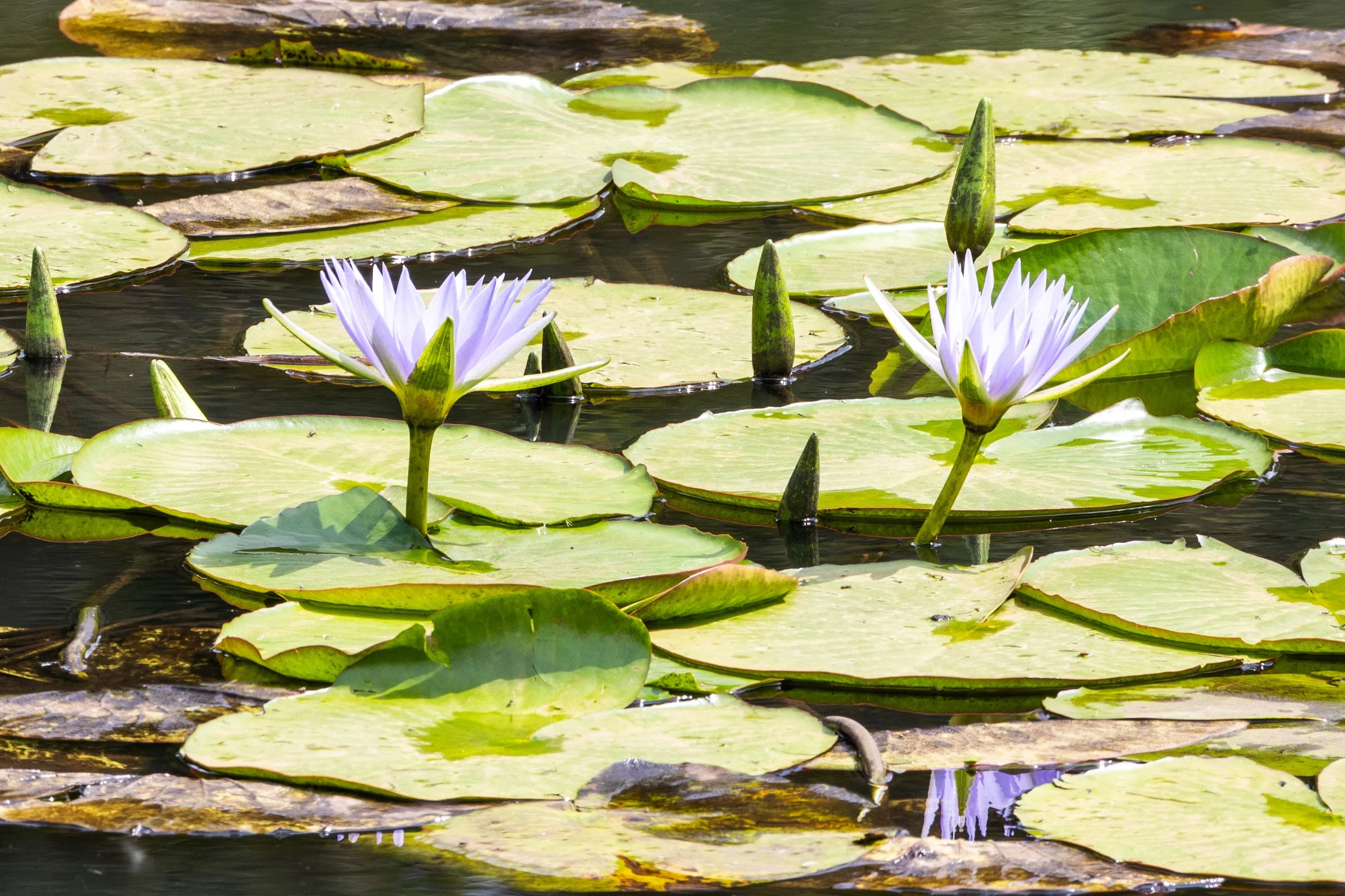 Nymphaea Nouchali (a type of Water Lily)