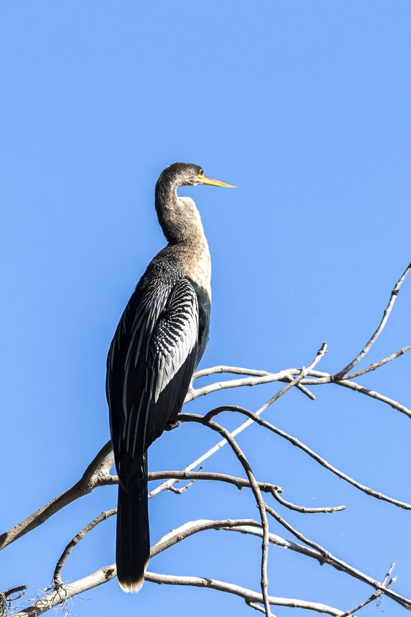 An Anhinga, or Snake Bird