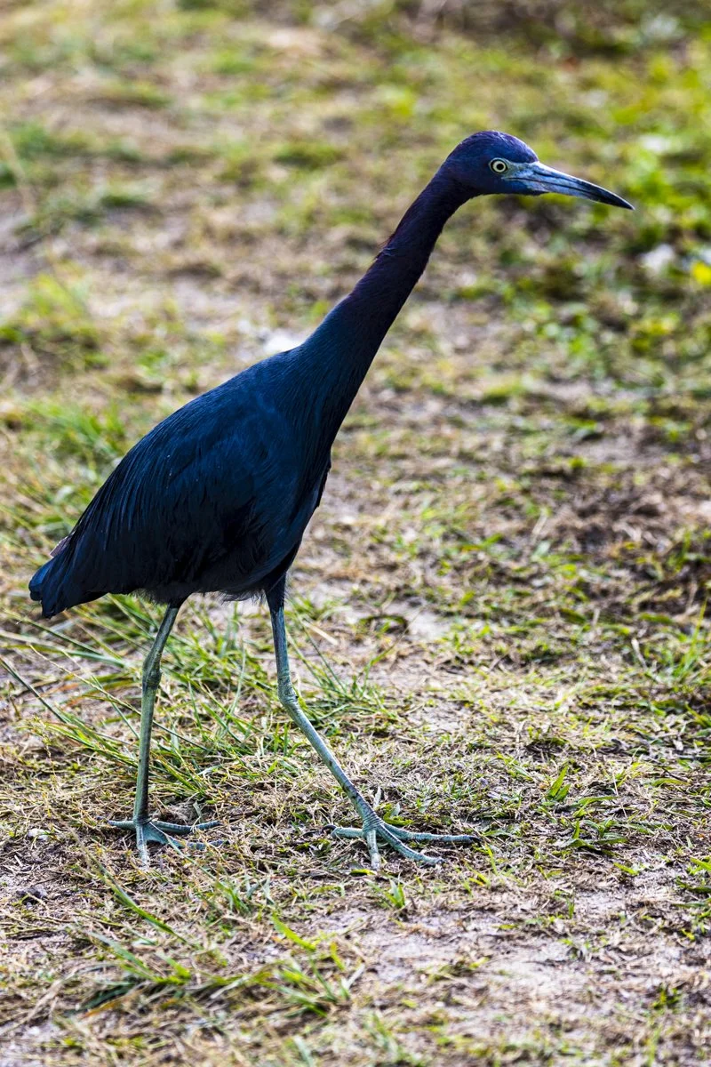 A Little Blue Heron