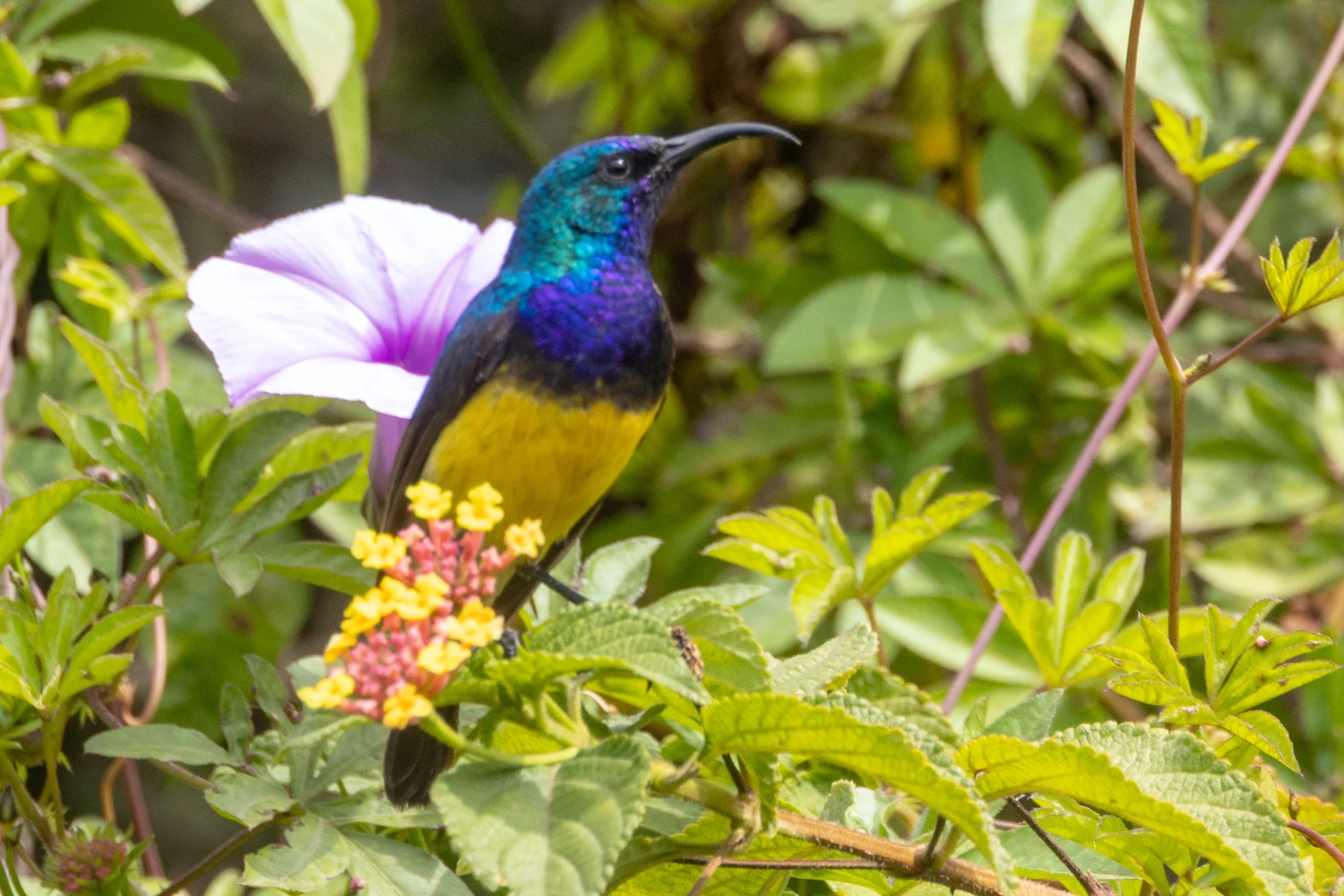 Variable Sunbird