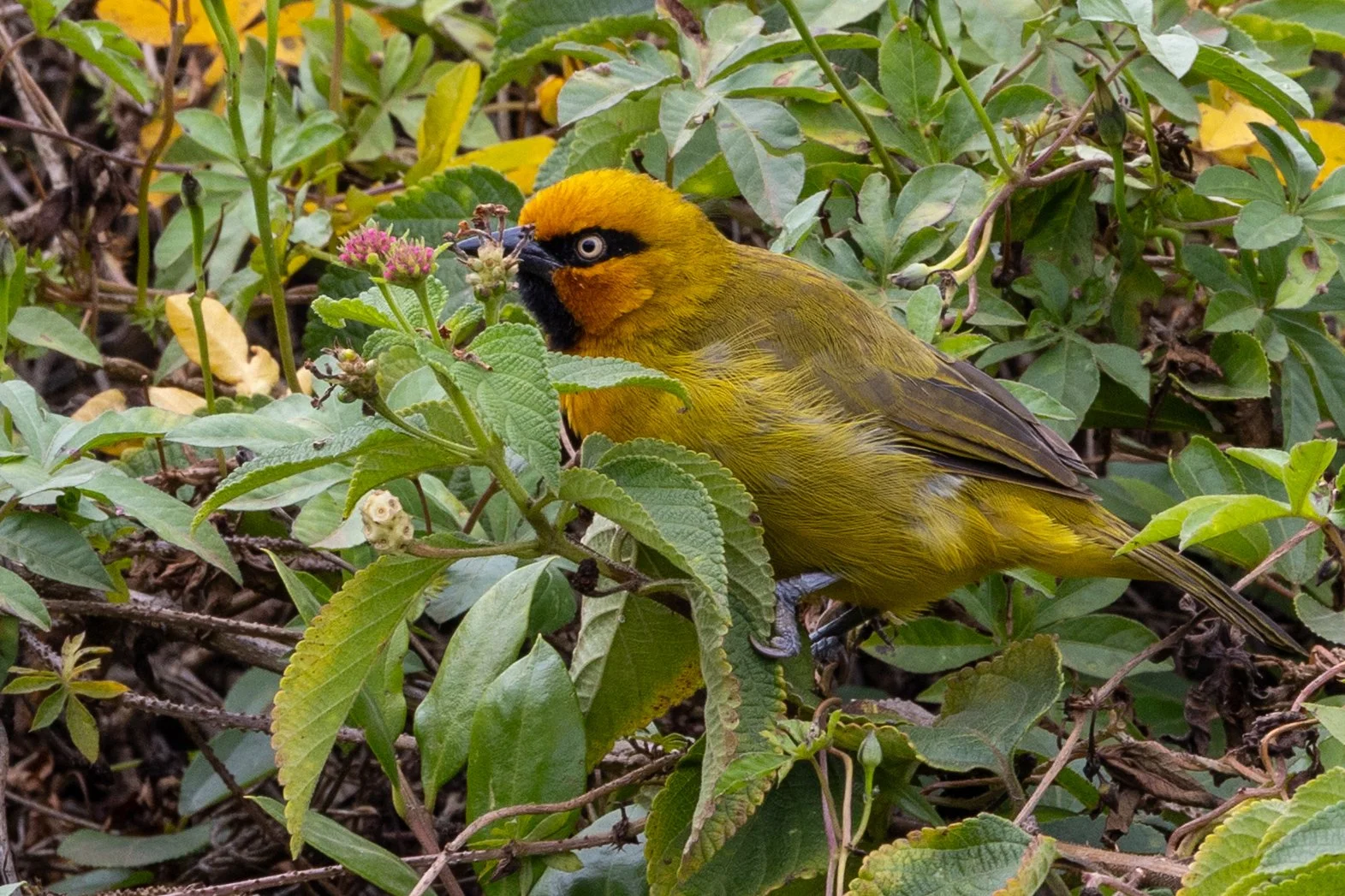Spectacled Weaver