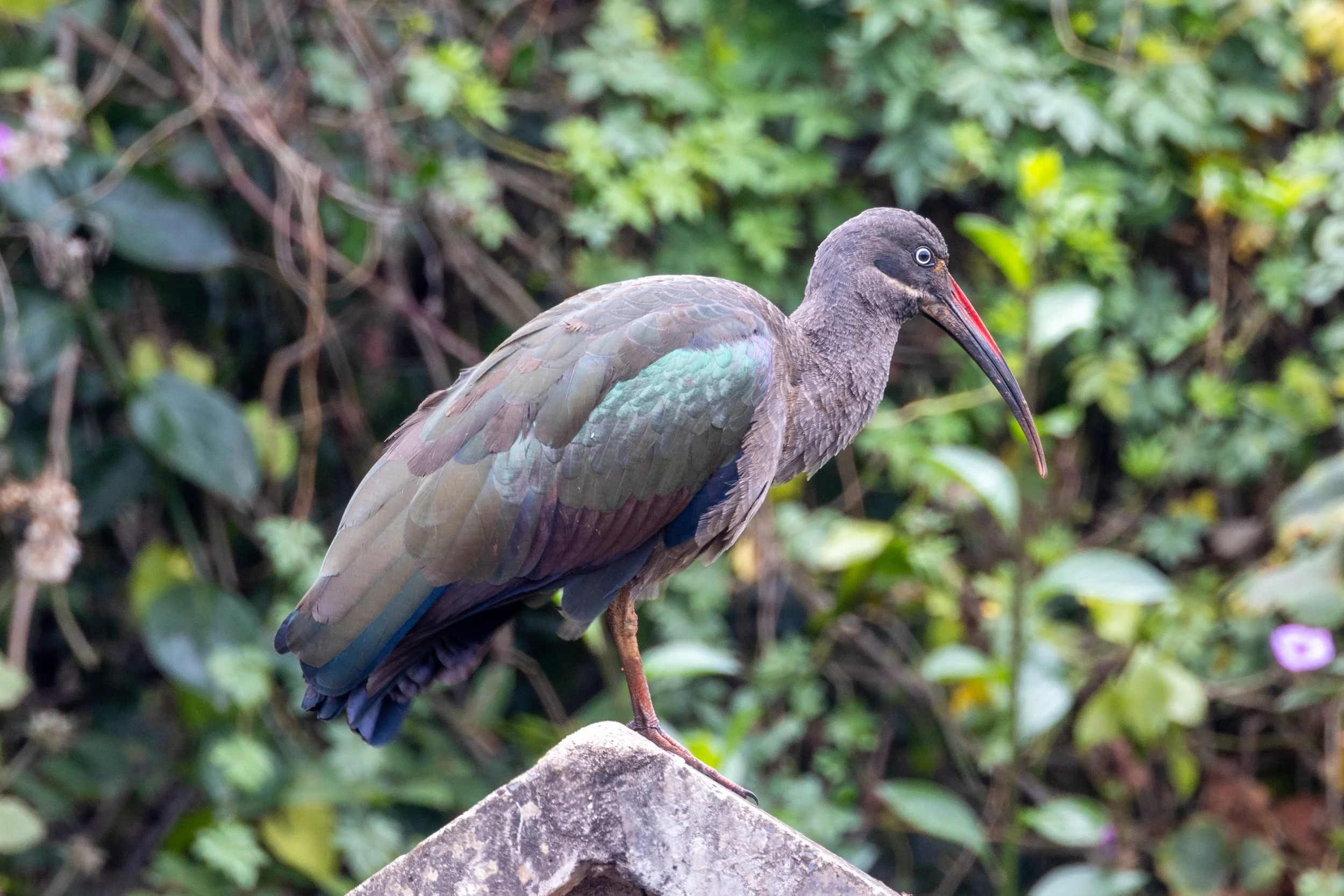 Hadada Ibis
