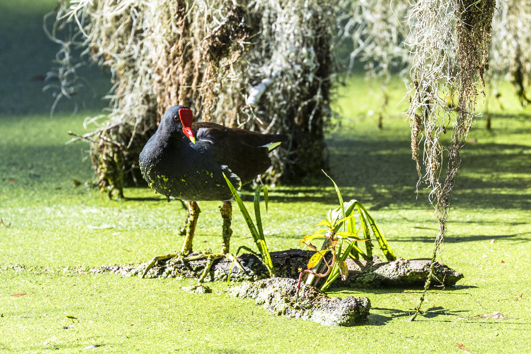 A Swamphen