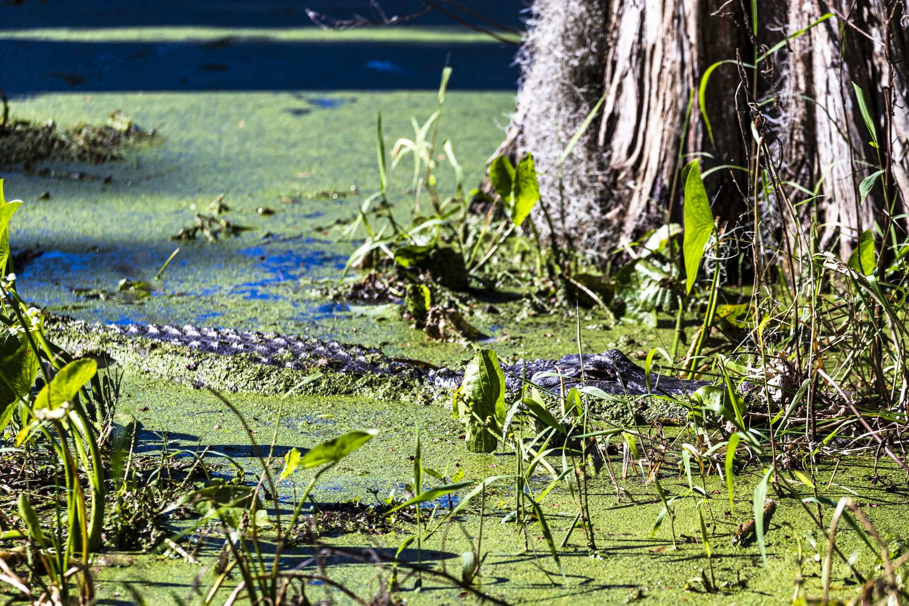 The alligator in the swamp
