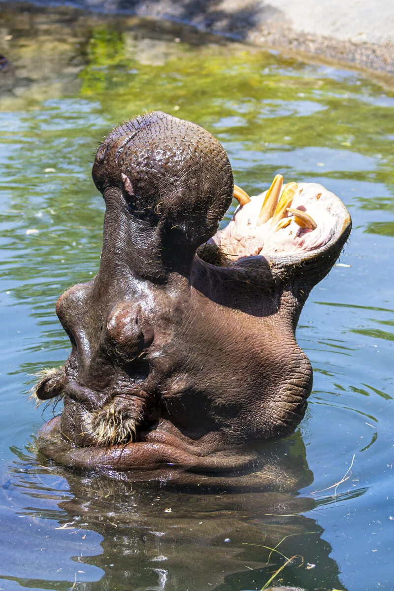 Not sure what it was doing, but it fascinated a lot of people.