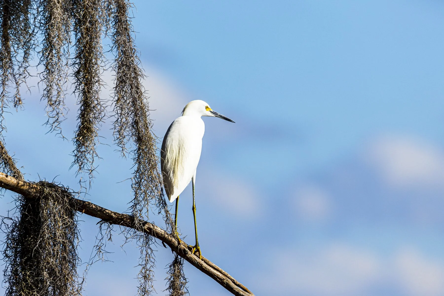 A Snowy Egret