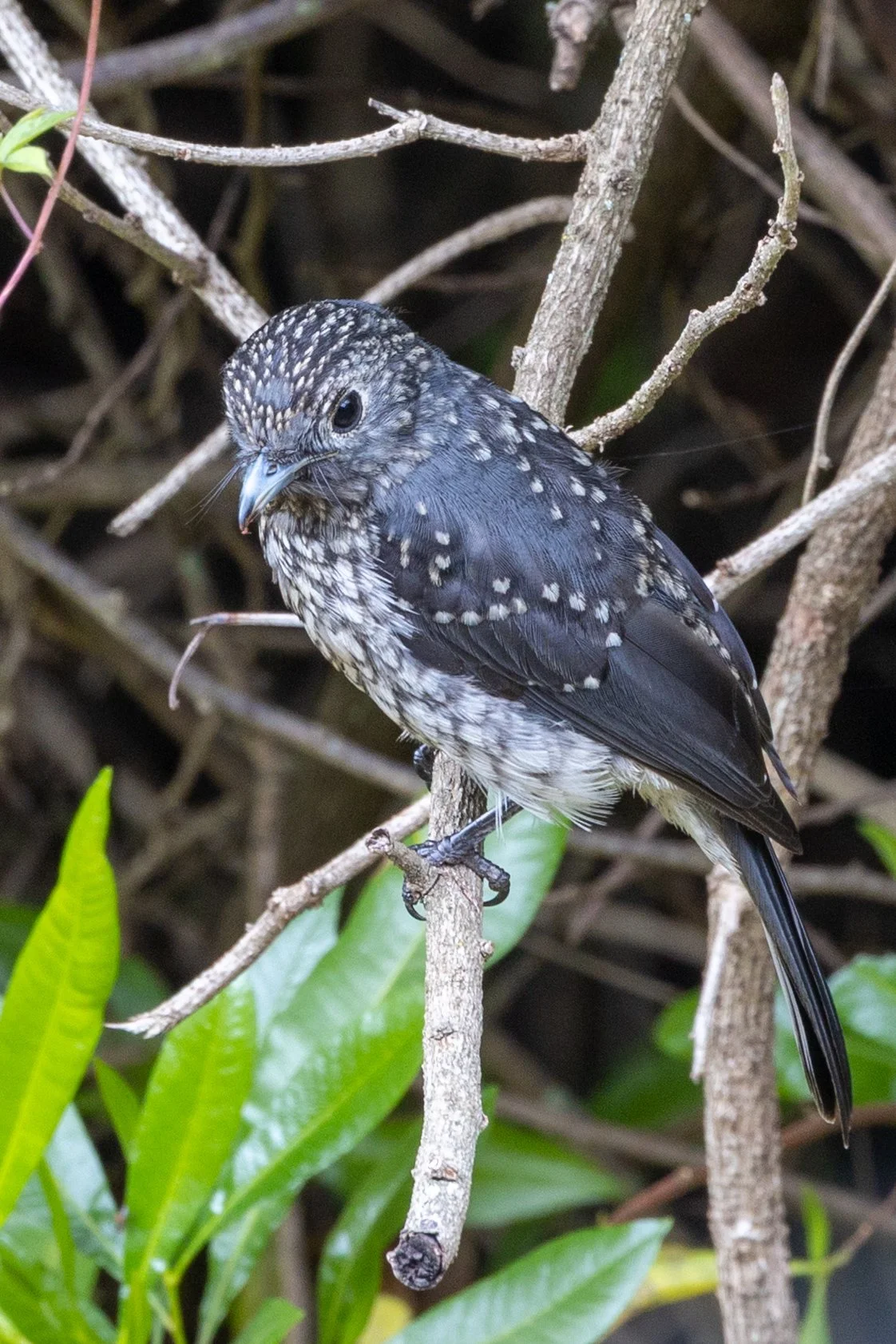 White-eyed Slaty-Flycatcher (Juvenile)