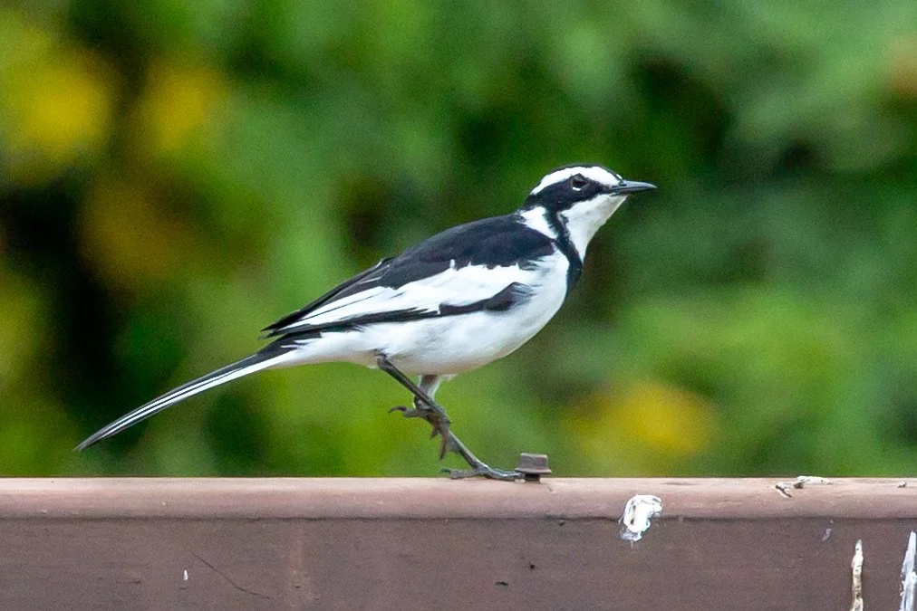African Pied Wagtail