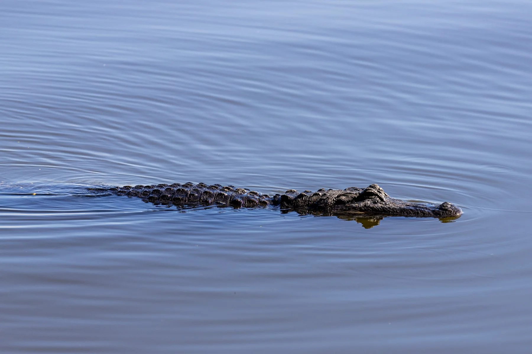 Alligator in Lake Hancock.