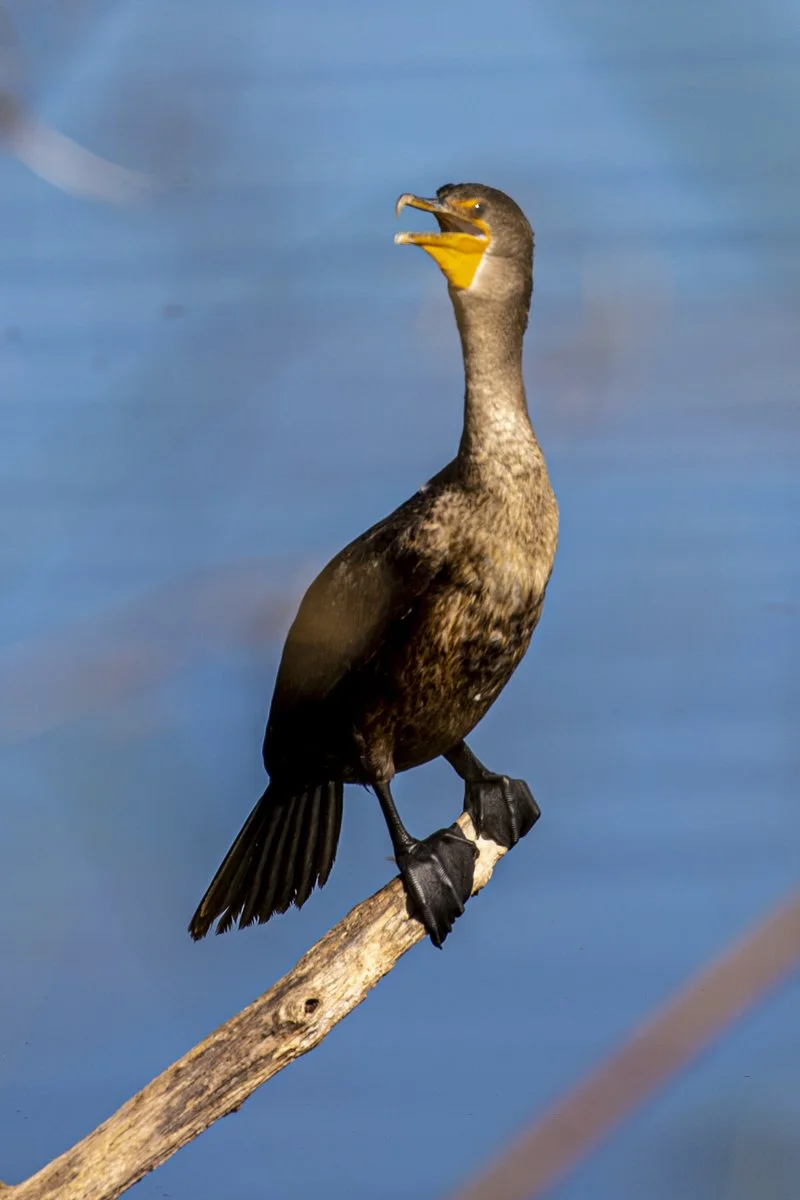 A Double-Crested Cormorant