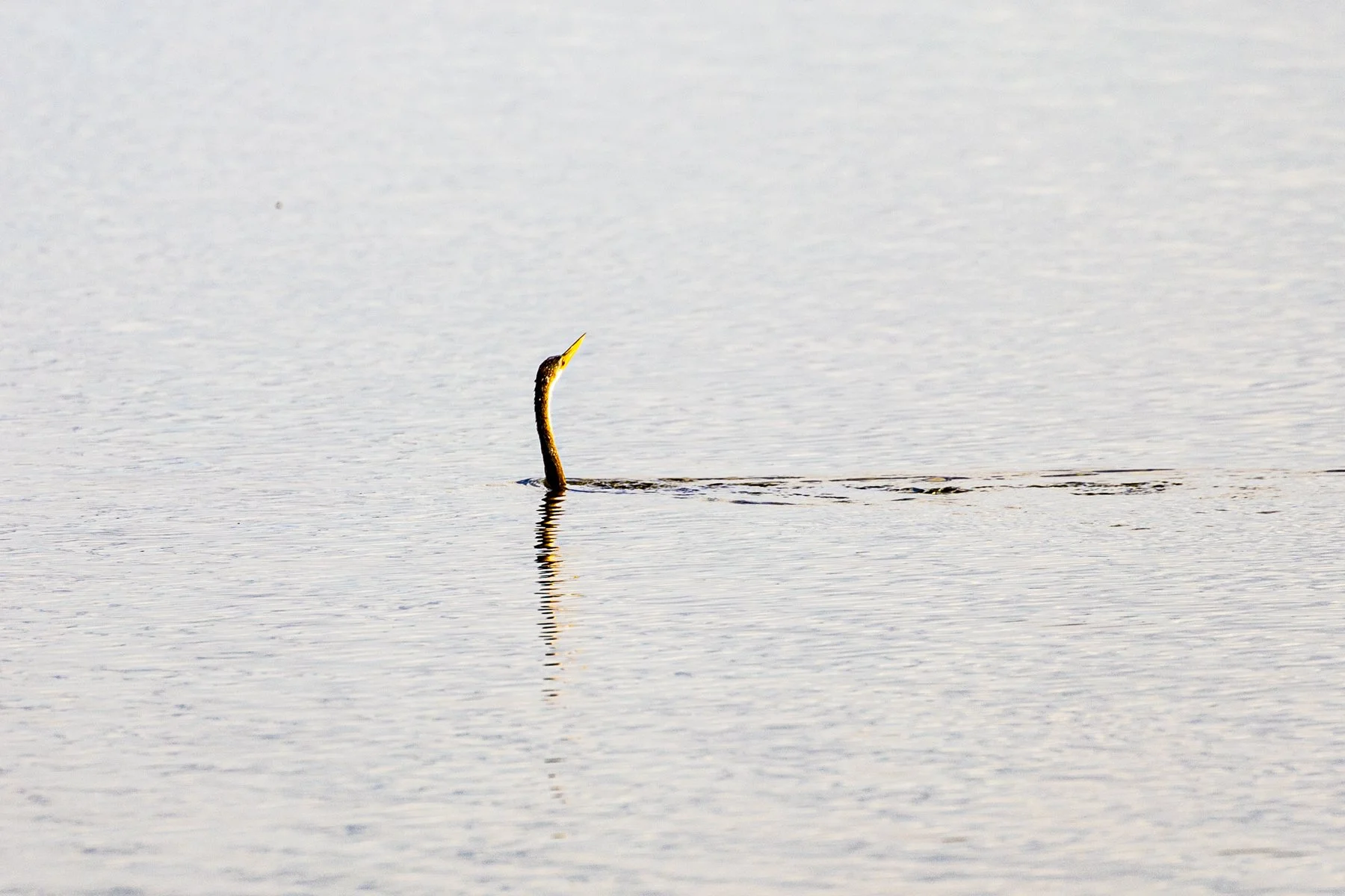 This is why the Anhinga is also called a Snake Bird, it swims in the water like this and then all of a sudden dives to try to catch fish.  It looks like a snake in the water.
