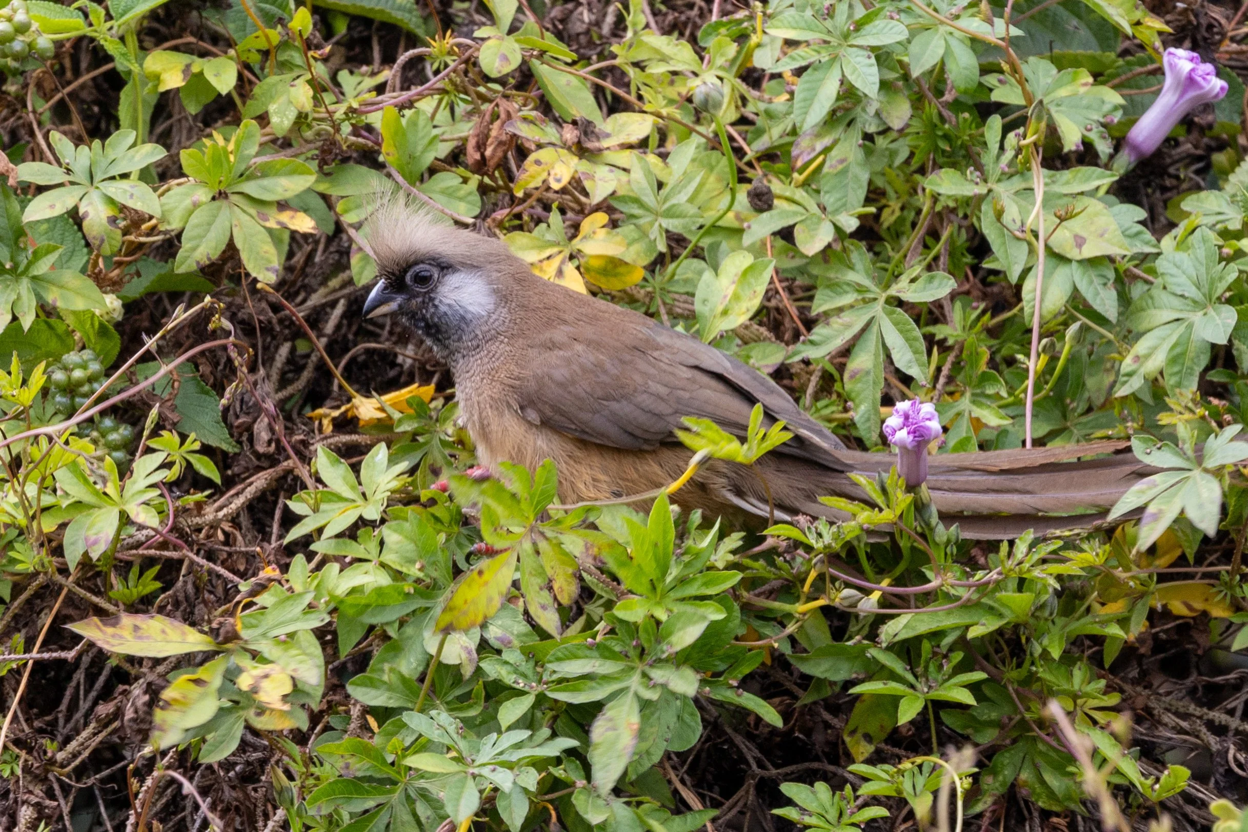 Speckled Mousebird