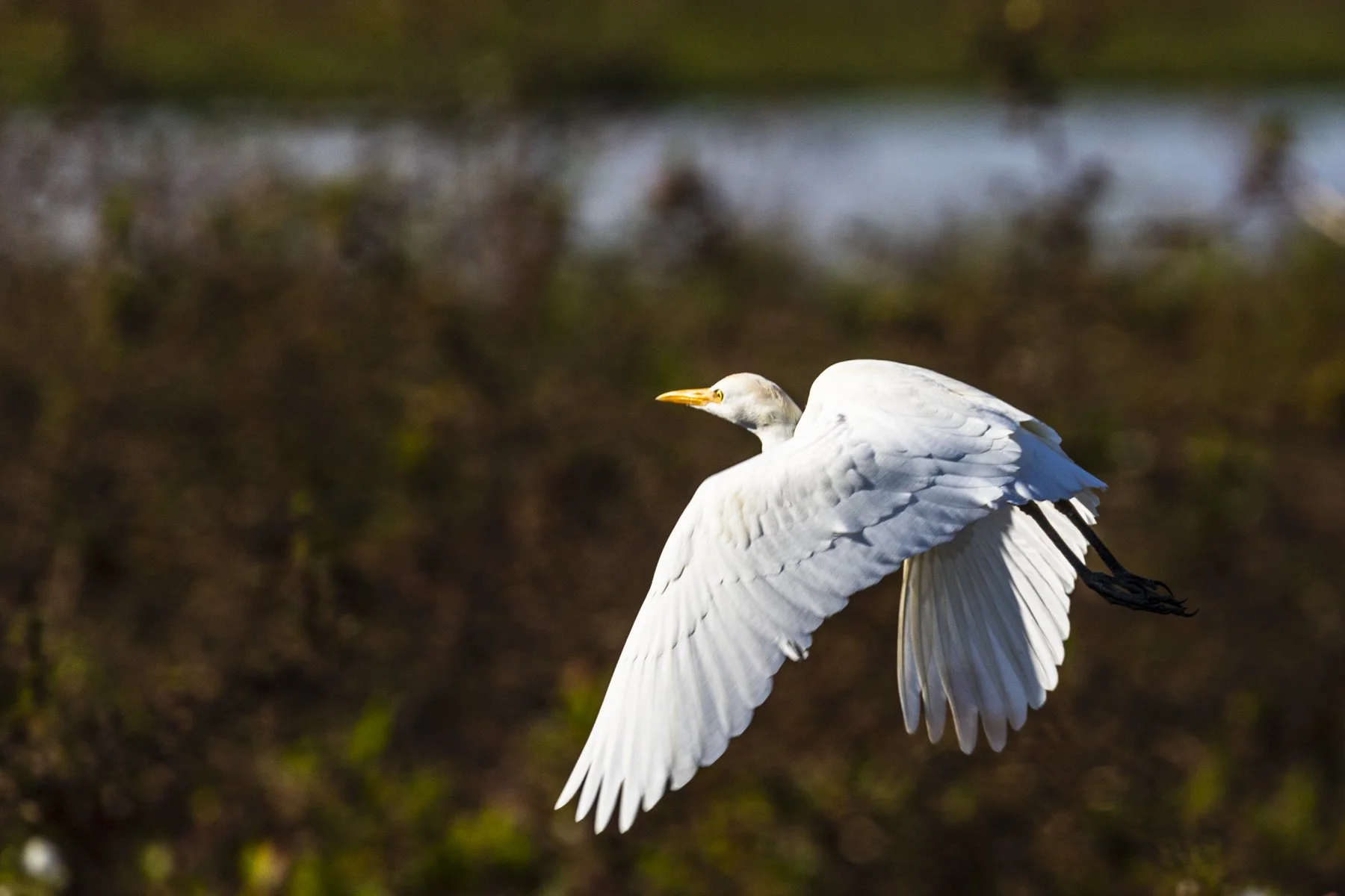 A Great Egret