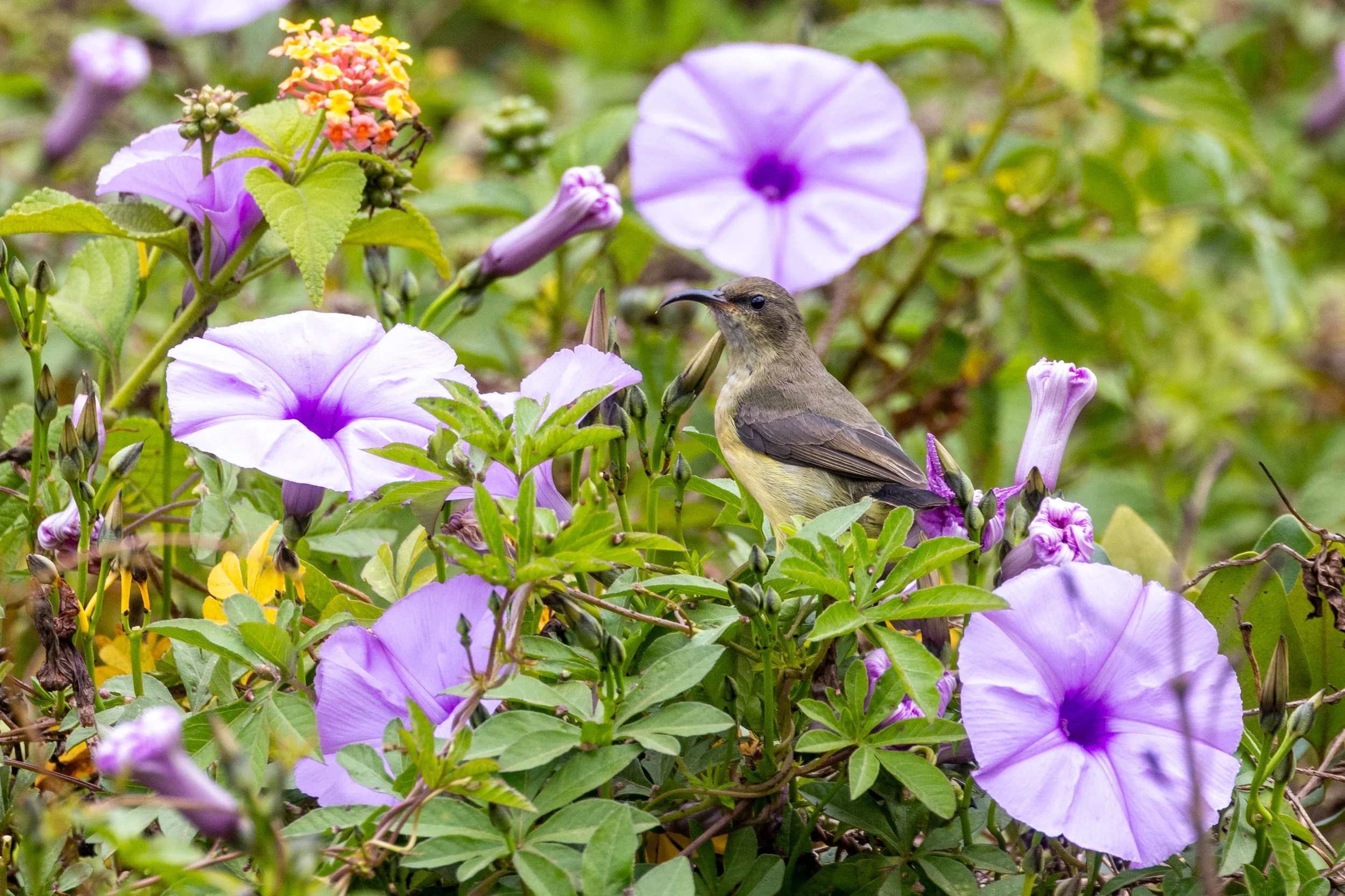 Variable Sunbird (Female)