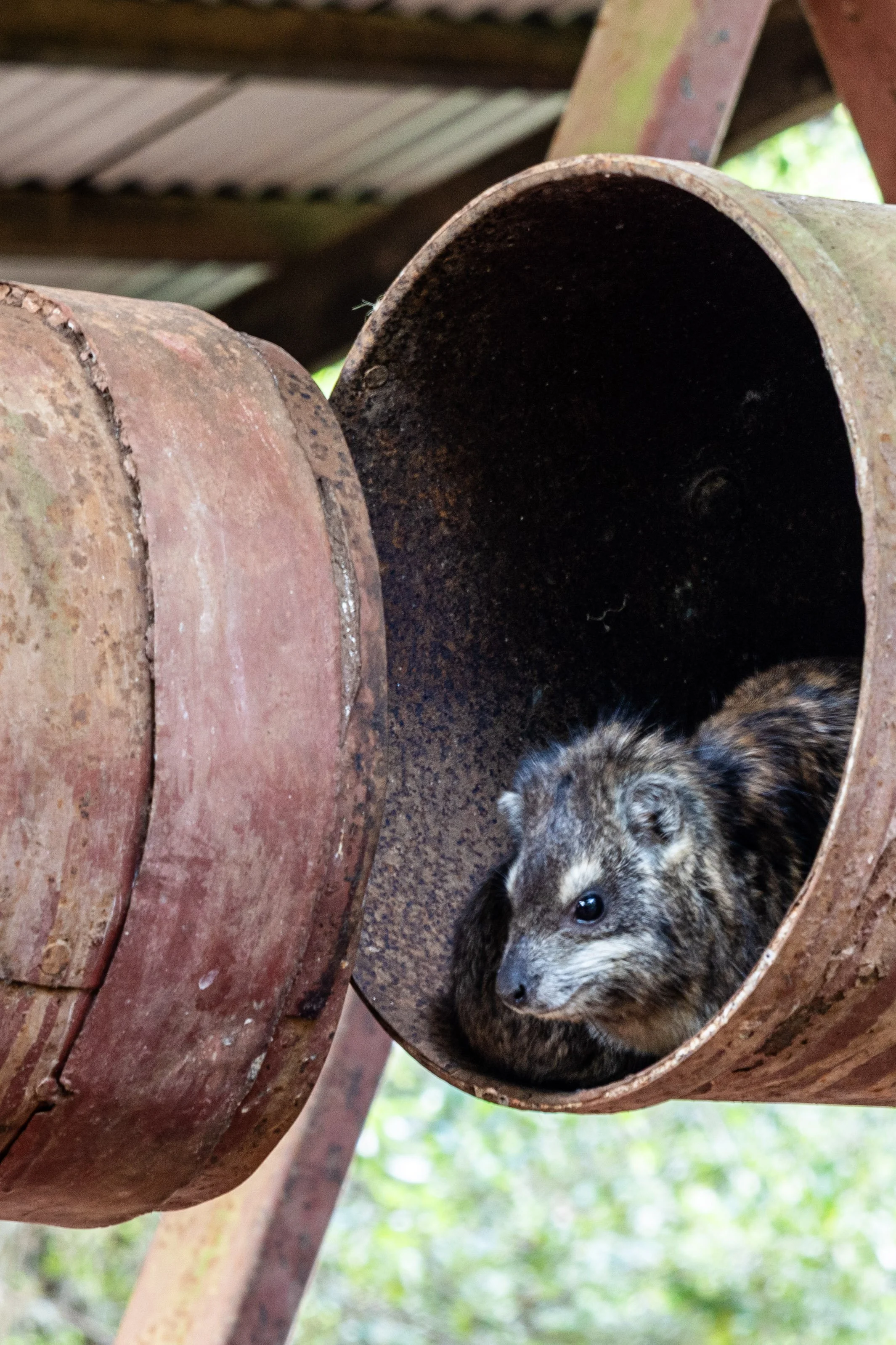 Tree Hyrax - climbs trees and screeches very, very loudly at night.