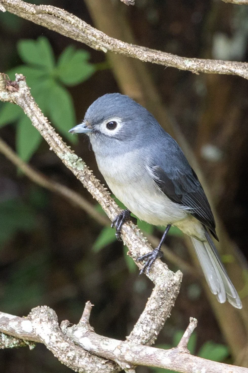 White-eyed Slaty-Flycatcher
